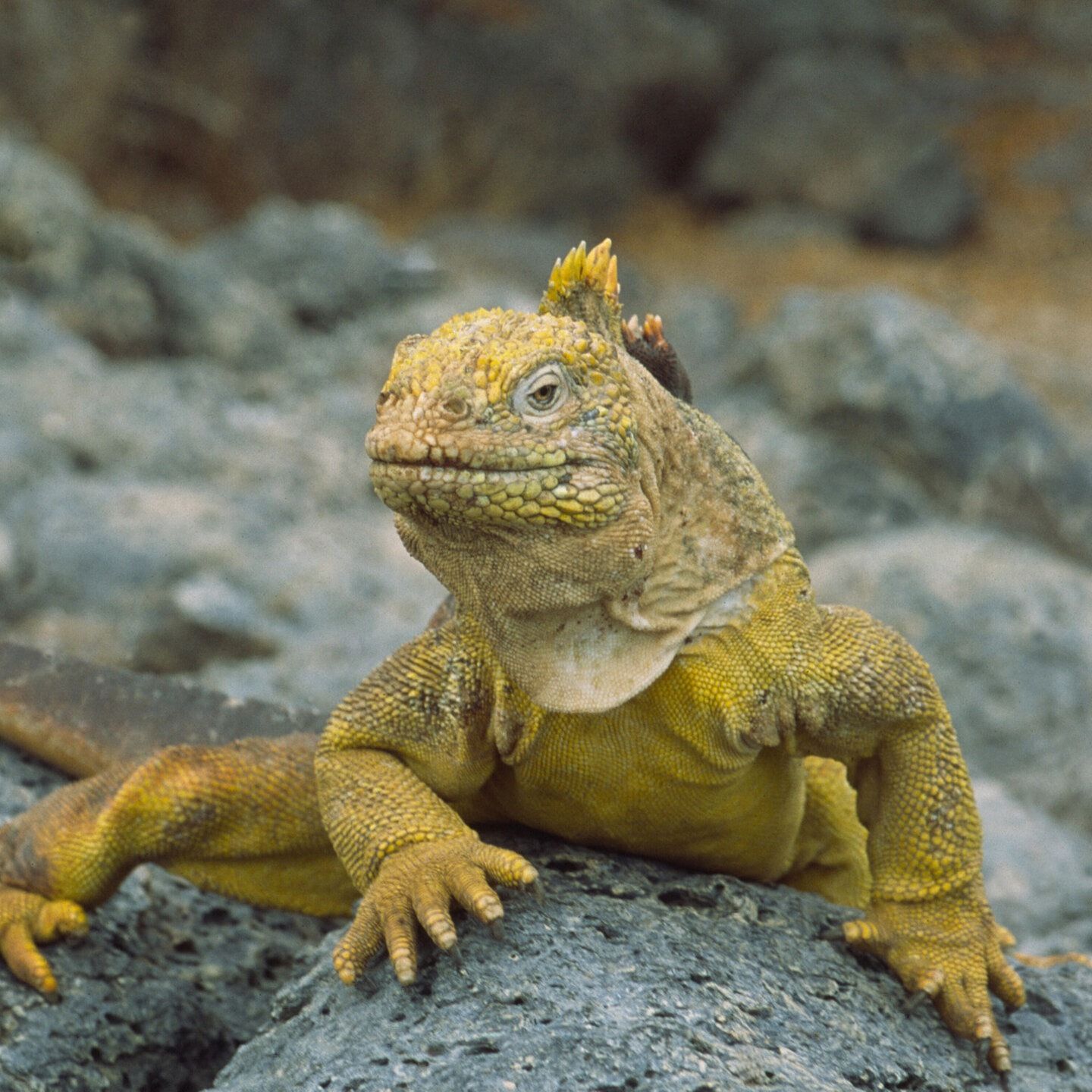 Die Tierdocs: Leguan ist fürsorglich