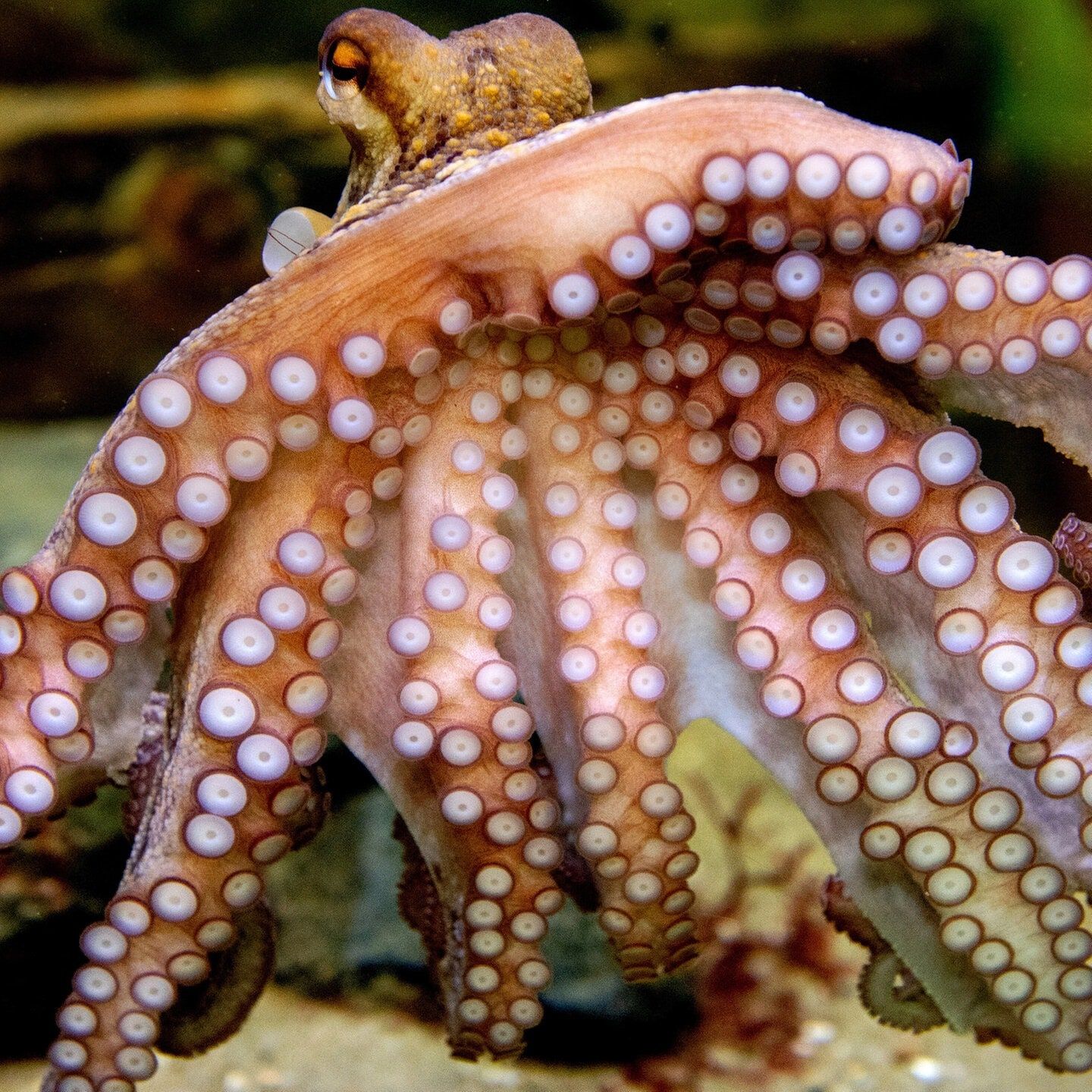 Die Tierdocs: Krake kann addieren