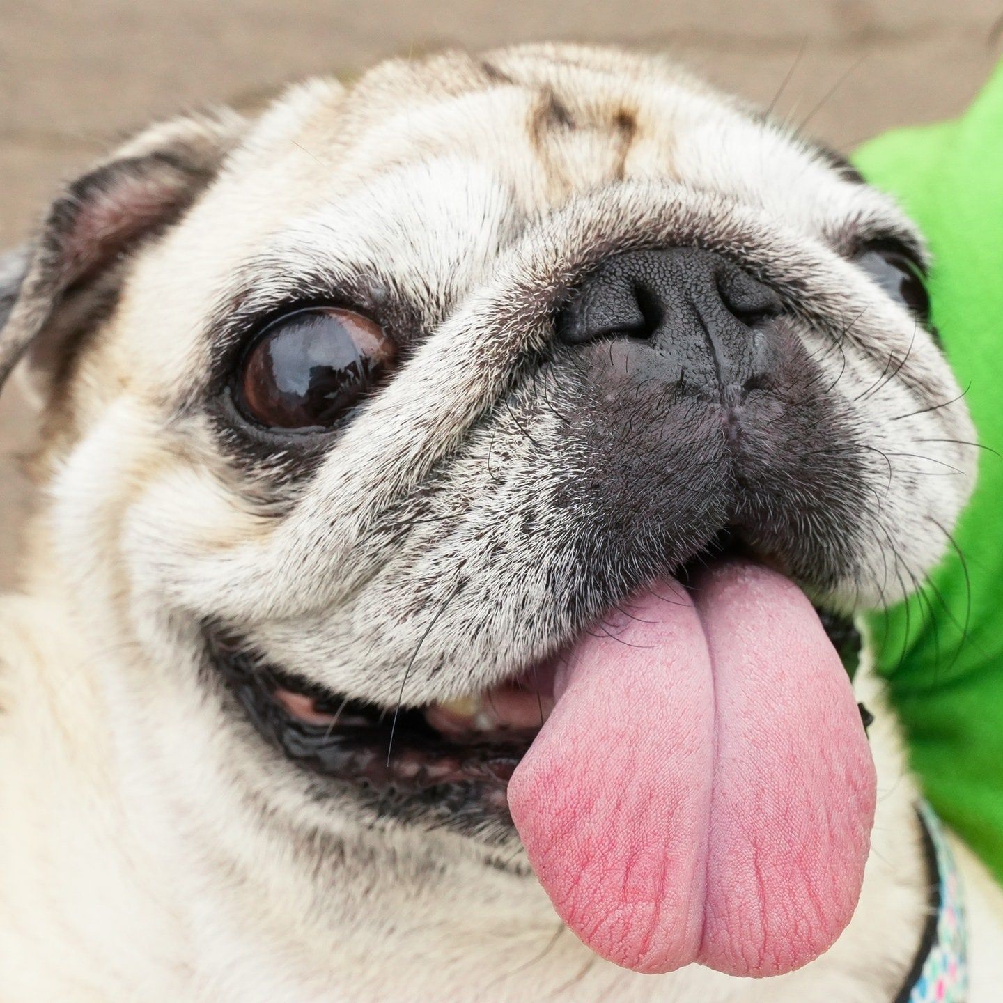 Die Tierdocs: Mops kennt sich aus