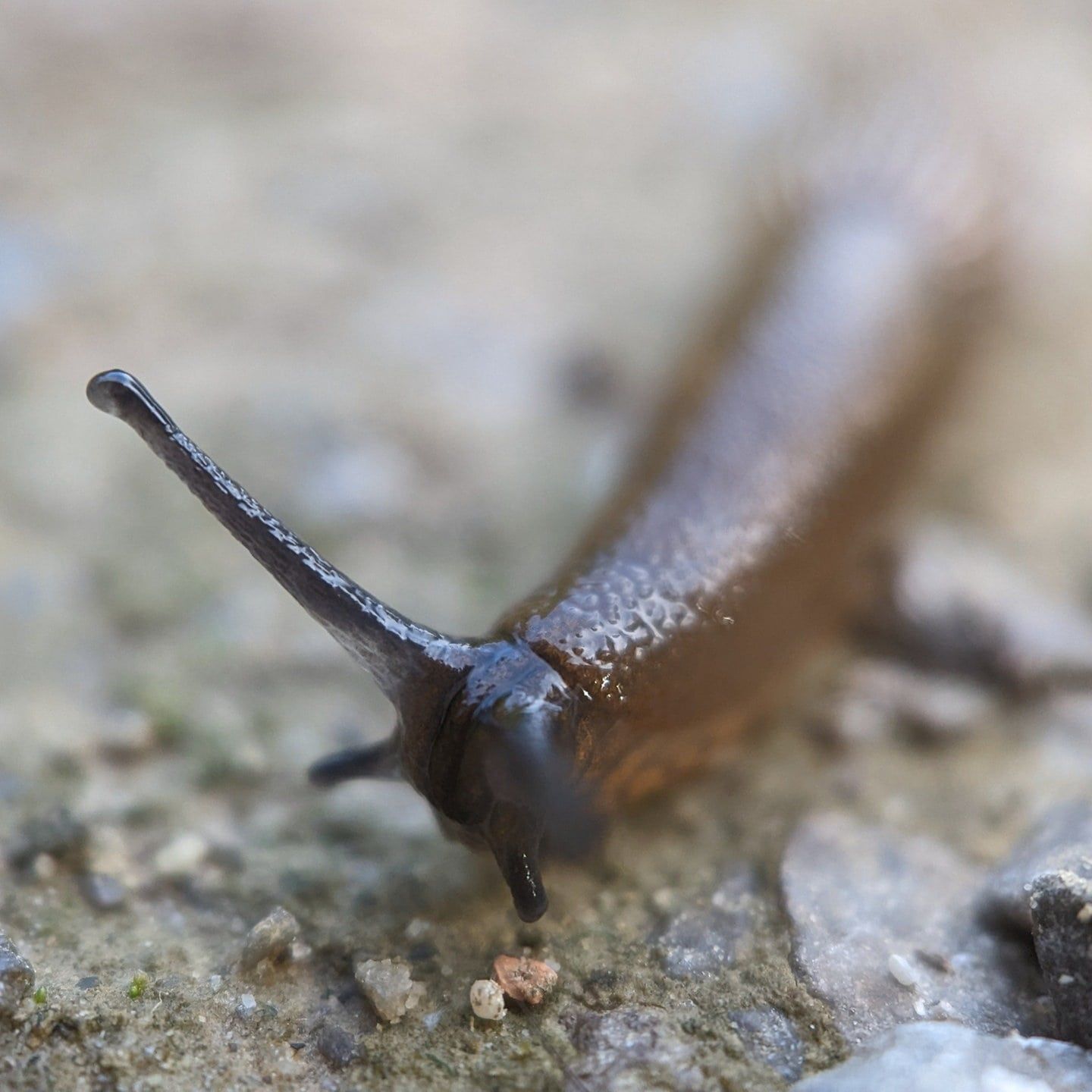 Die Tierdocs: Nacktschnecke schämt sich