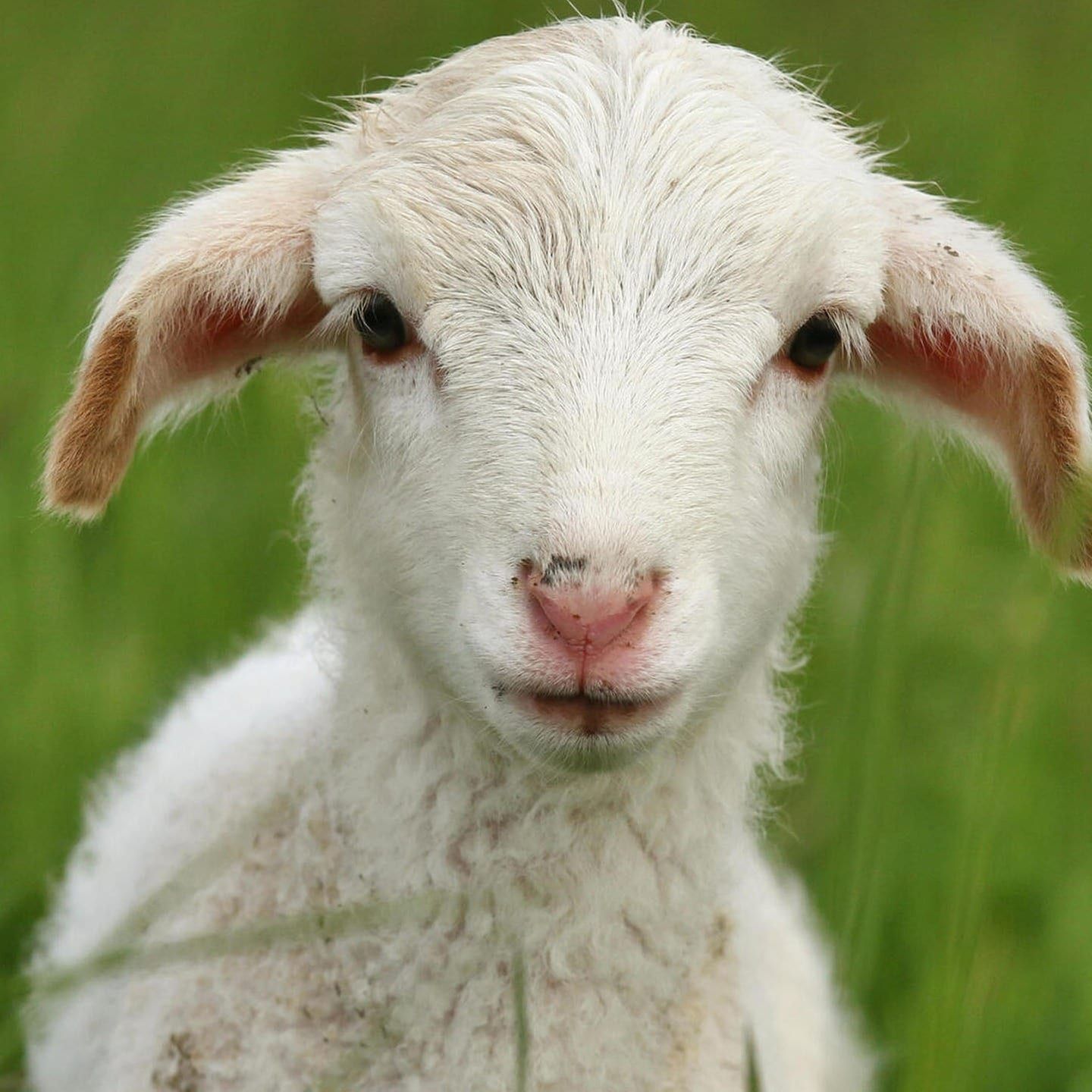 Die Tierdocs: Lamm rennt schnell