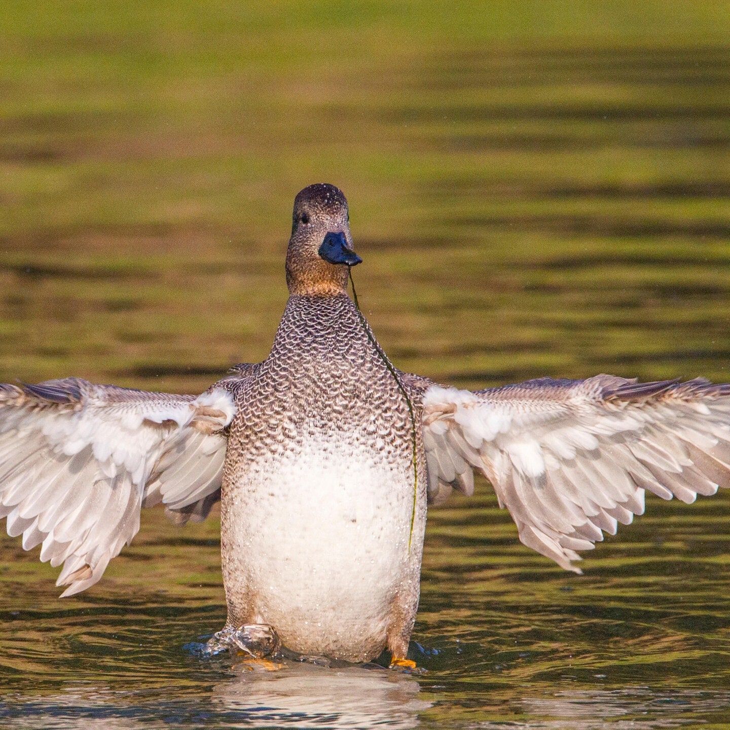 Die Tierdocs: Ente freut sich nur am Freitag