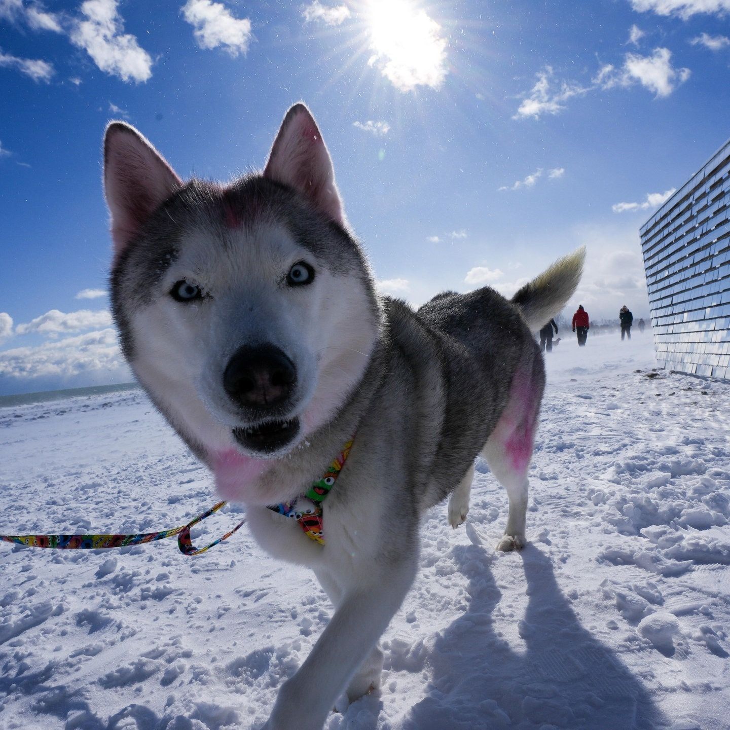 Die Tierdocs: Husky frisst zu viele Pommes