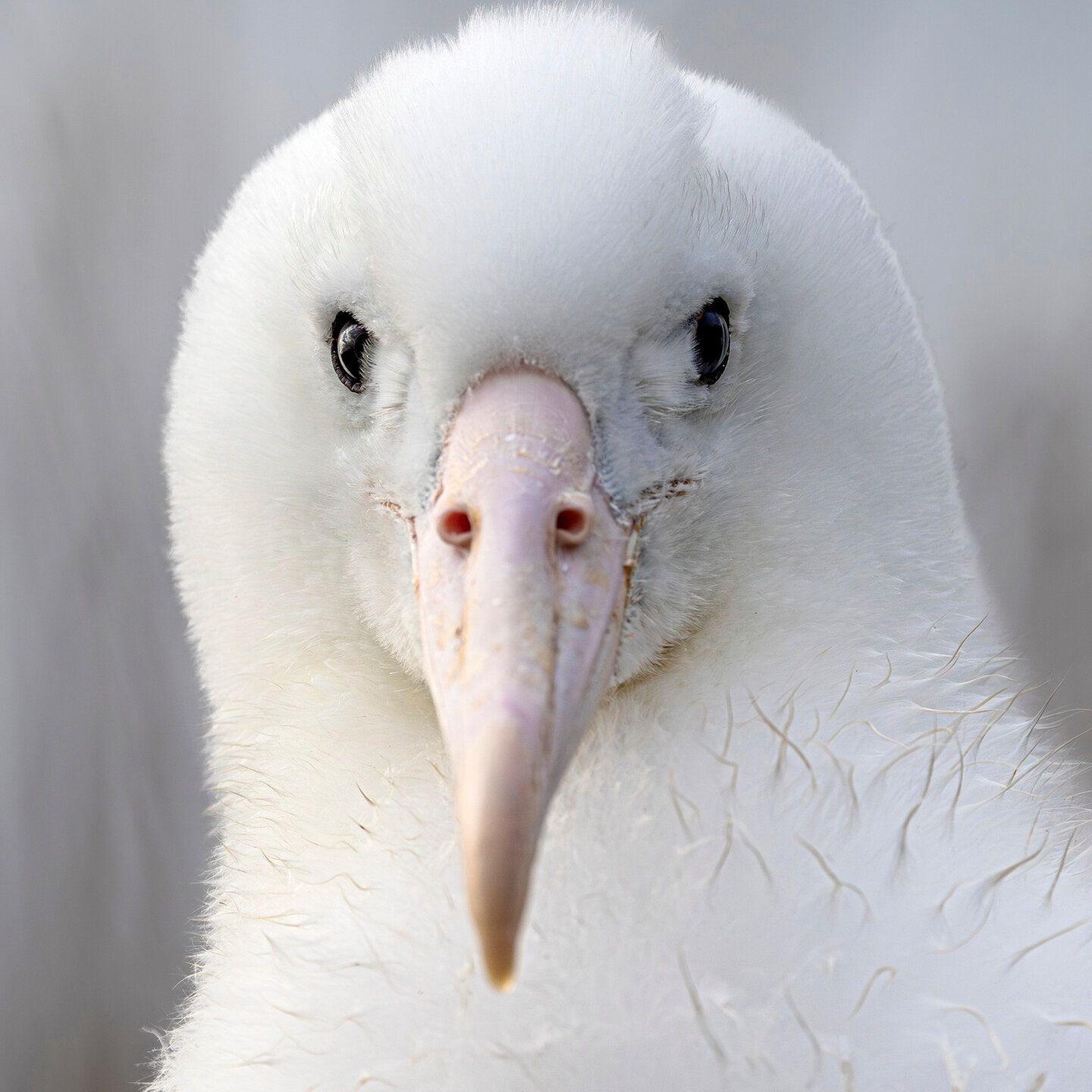 Die Tierdocs: Großer Vogel reißt blöde Witze