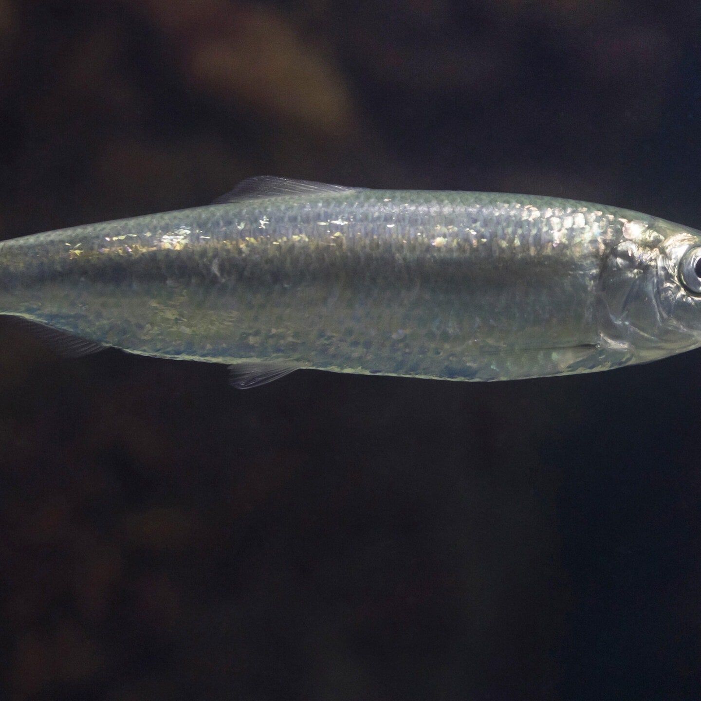 Die Tierdocs: Fisch will campen