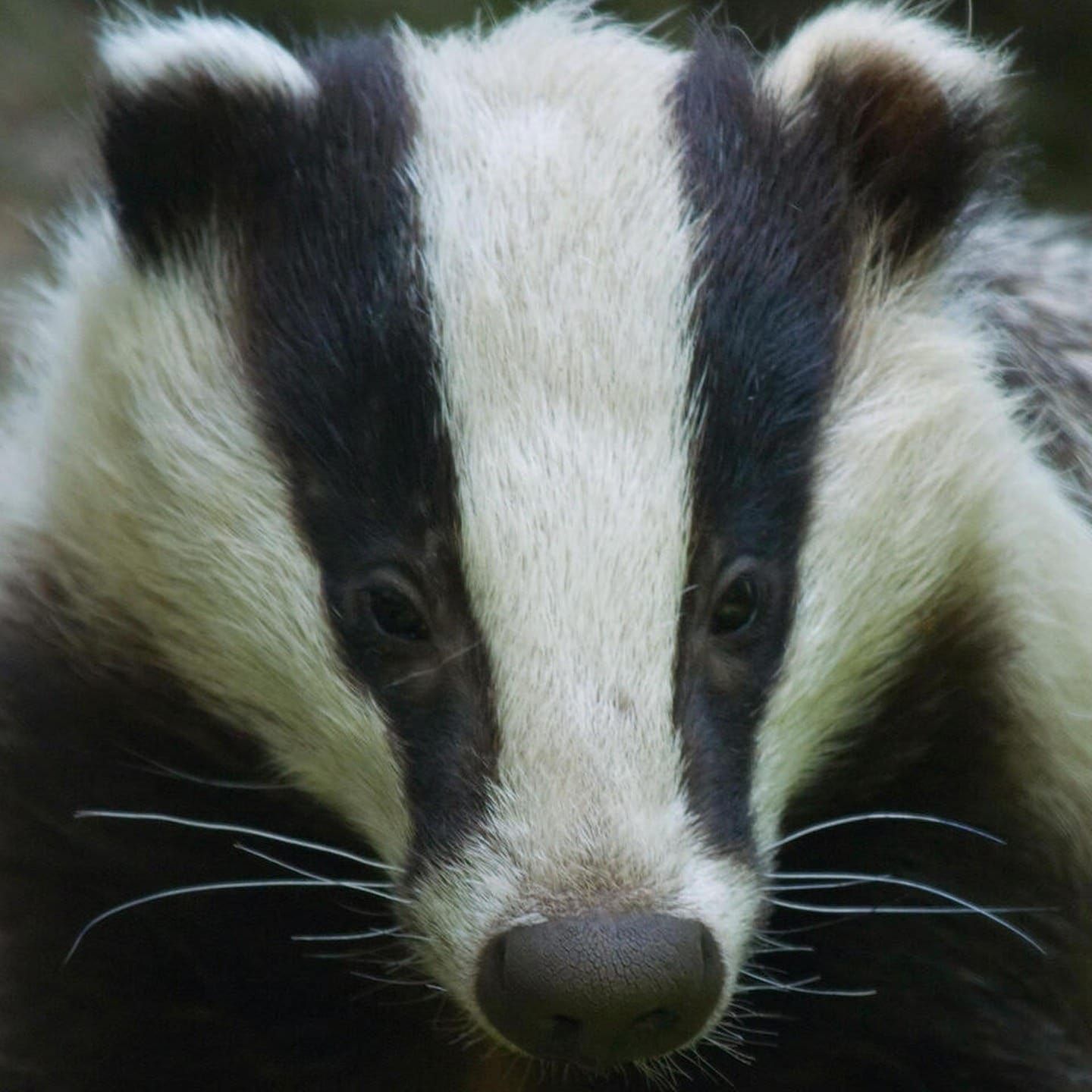 Die Tierdocs: Dachs geht ans Geld