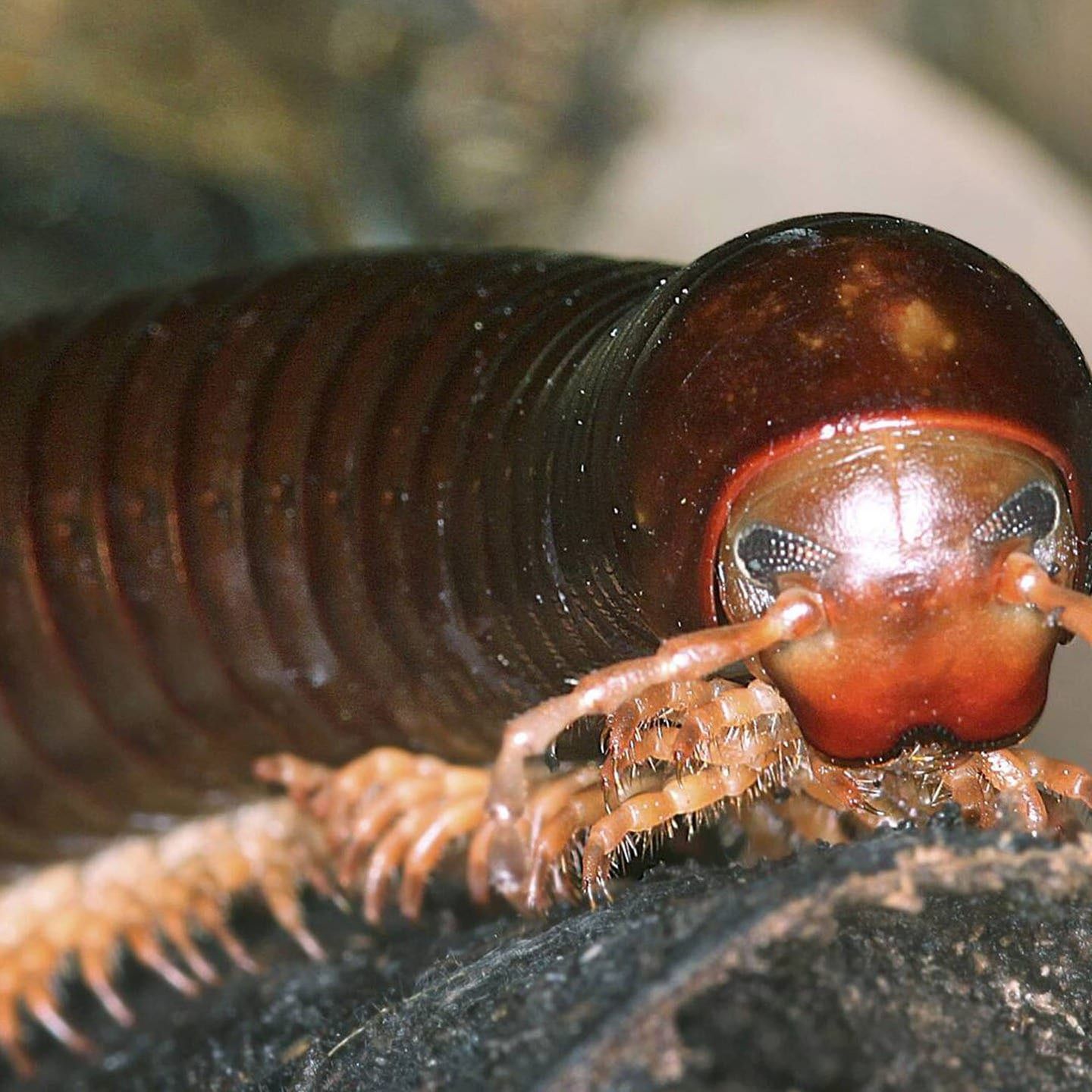 Die Tierdocs:Tausendfüßler ist traurig