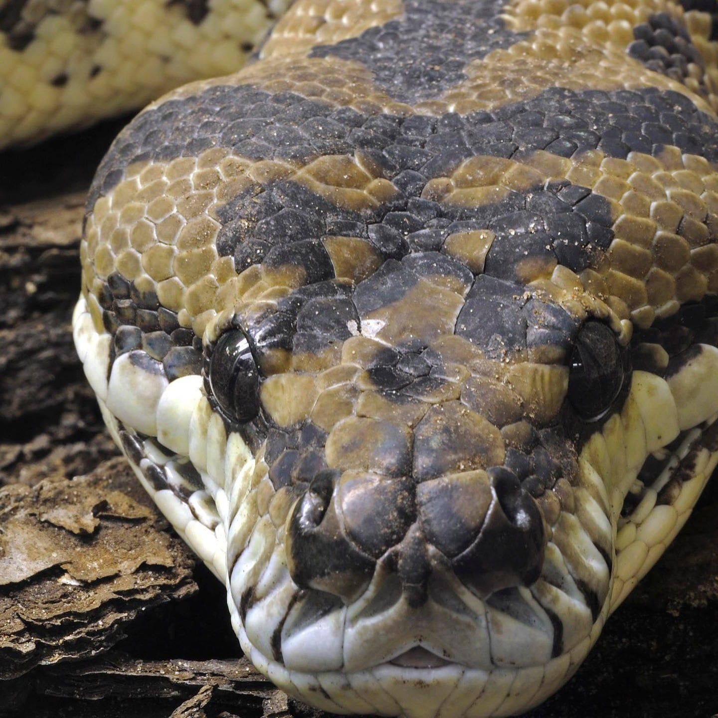 Die Tierdocs: Python