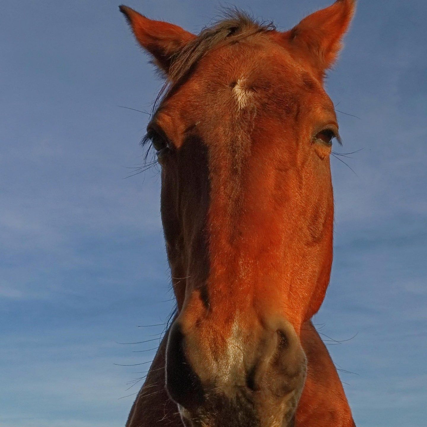 Die Tierdocs: Pferd bewegt sich nicht