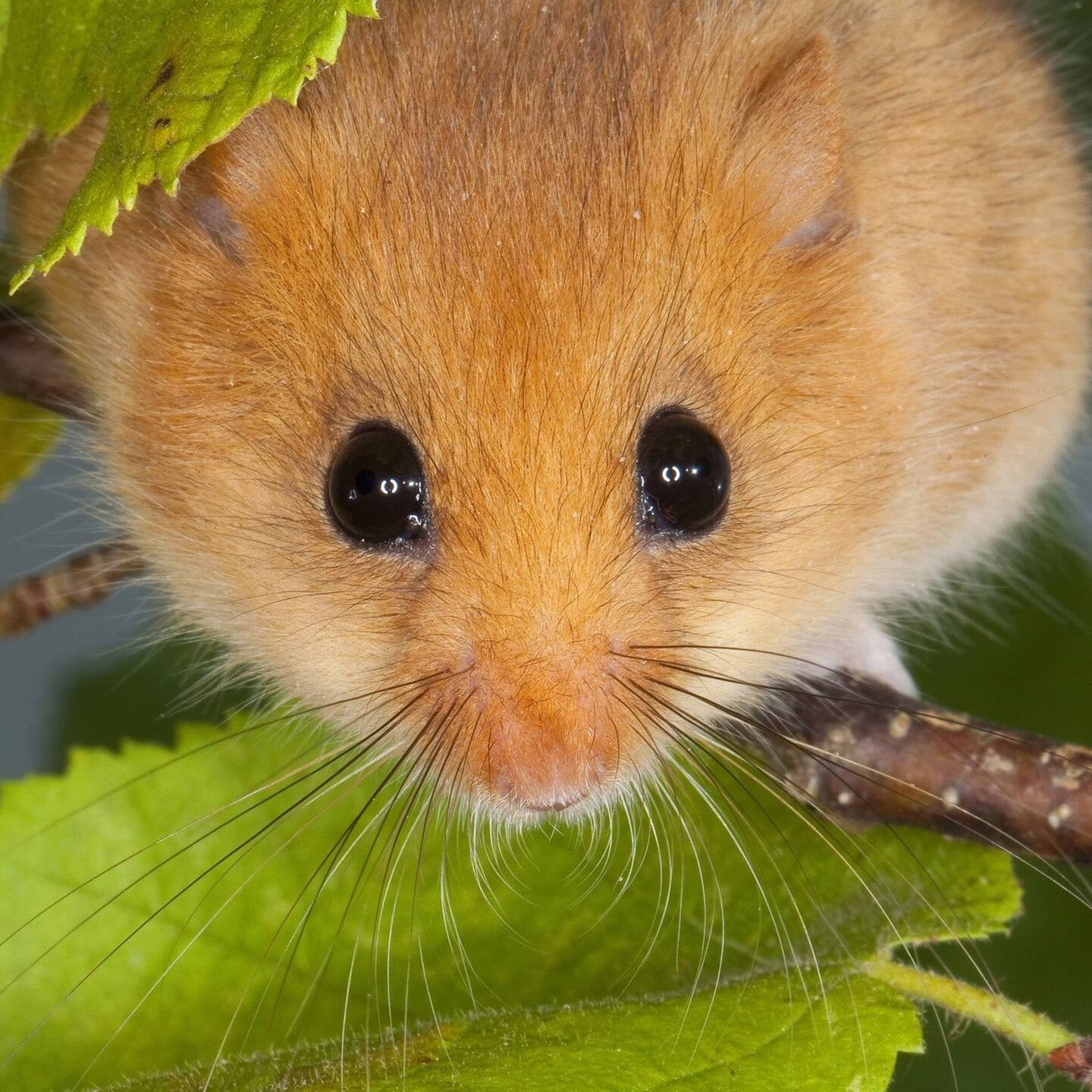 Die Tierdocs: Maus nimmt Gegenstände mit