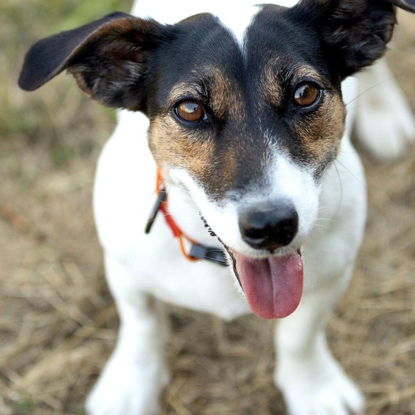 Die Tierdocs: Terrier rasselt nicht mehr