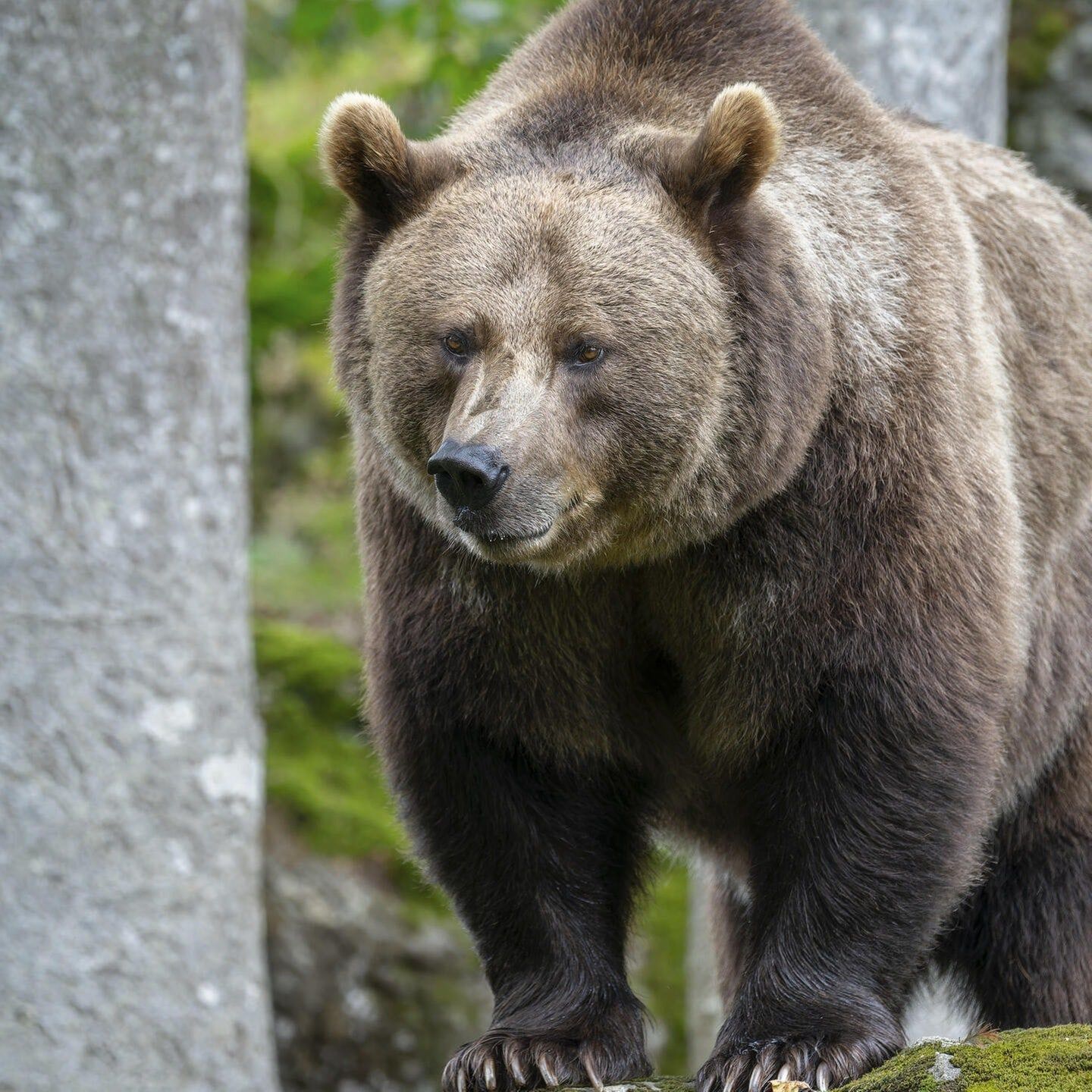 Die Tierdocs: Bär spioniert