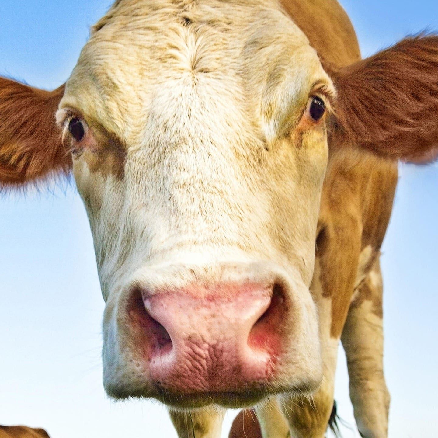 Die Tierdocs: Kuh hortet Gegenstände