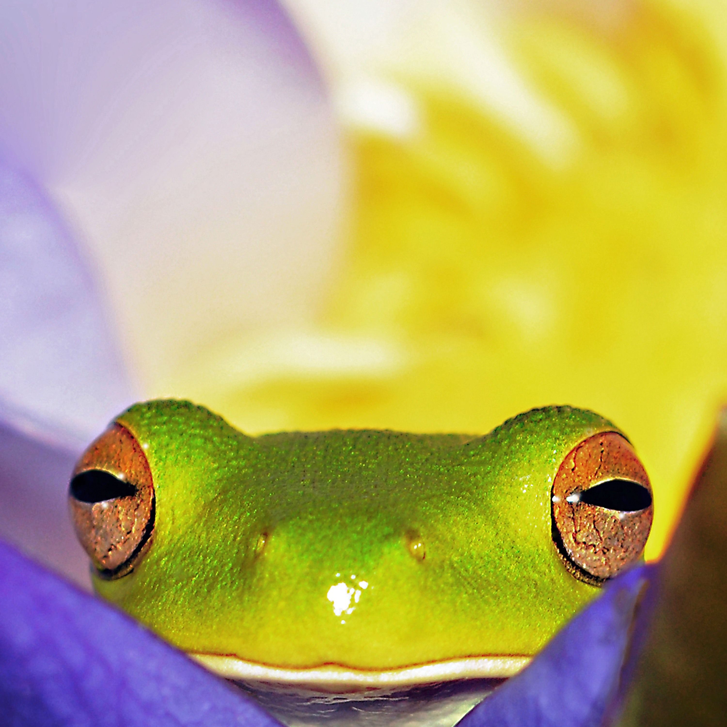 Eat The Frog