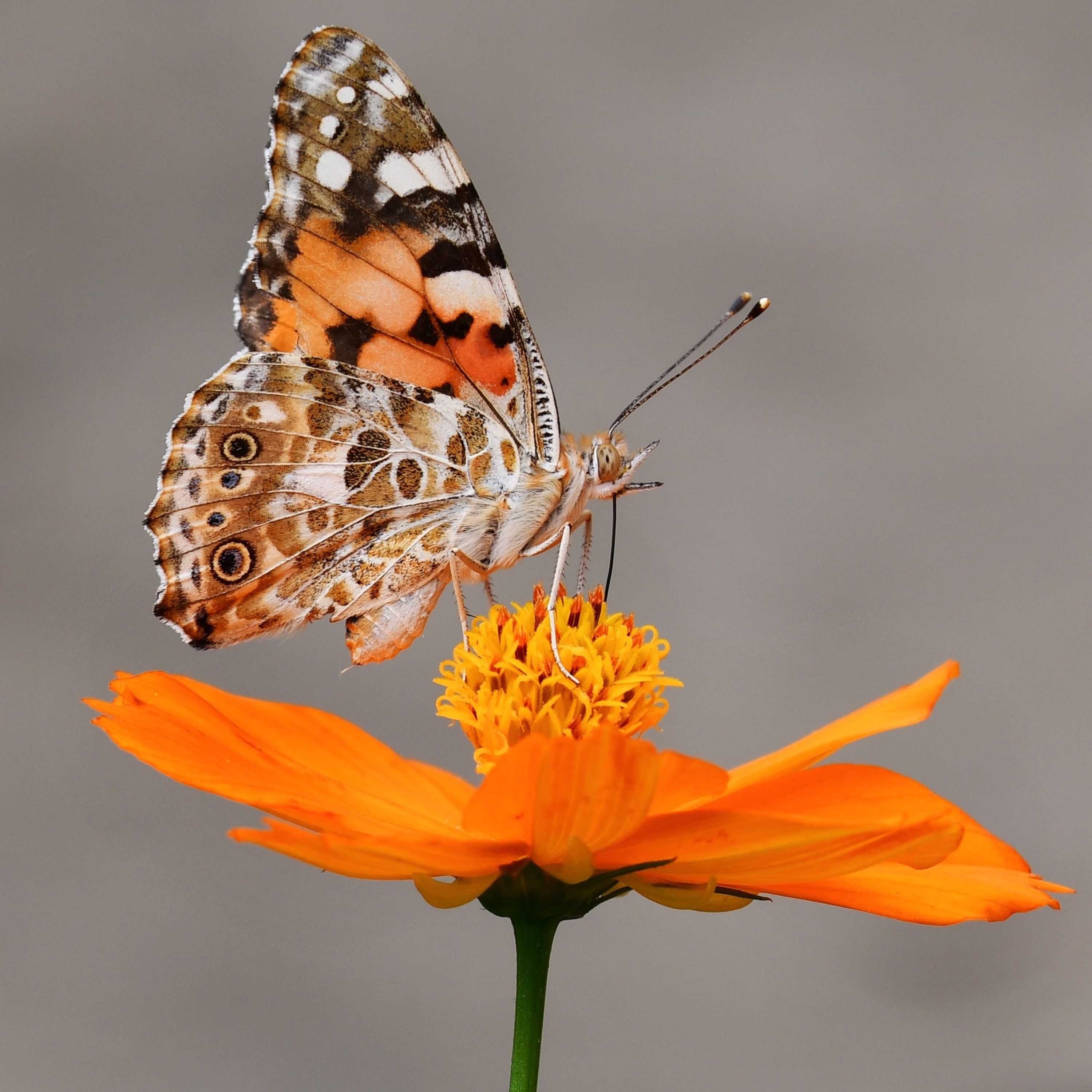 Schmetterlinge, Vögel und Schrambini