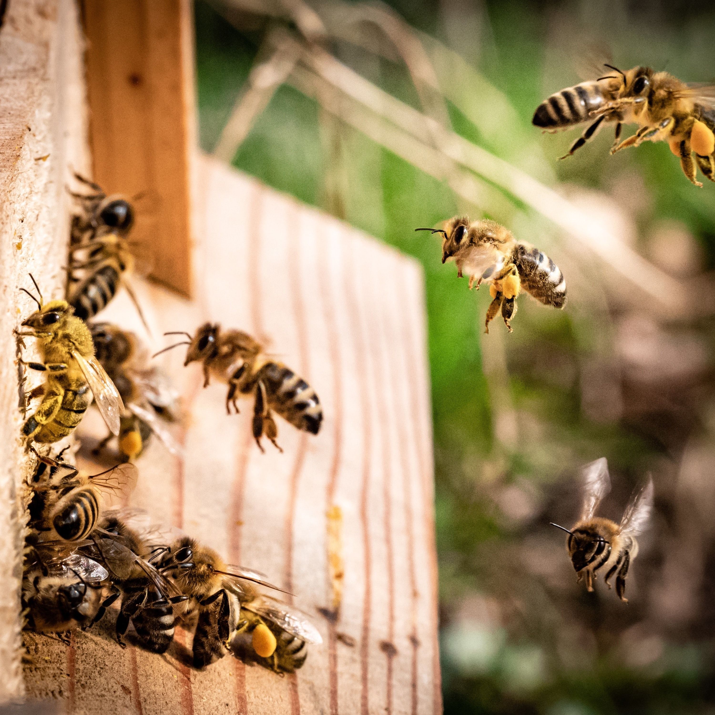 Bienen Dokus, Turnierkosten und die Zahl π