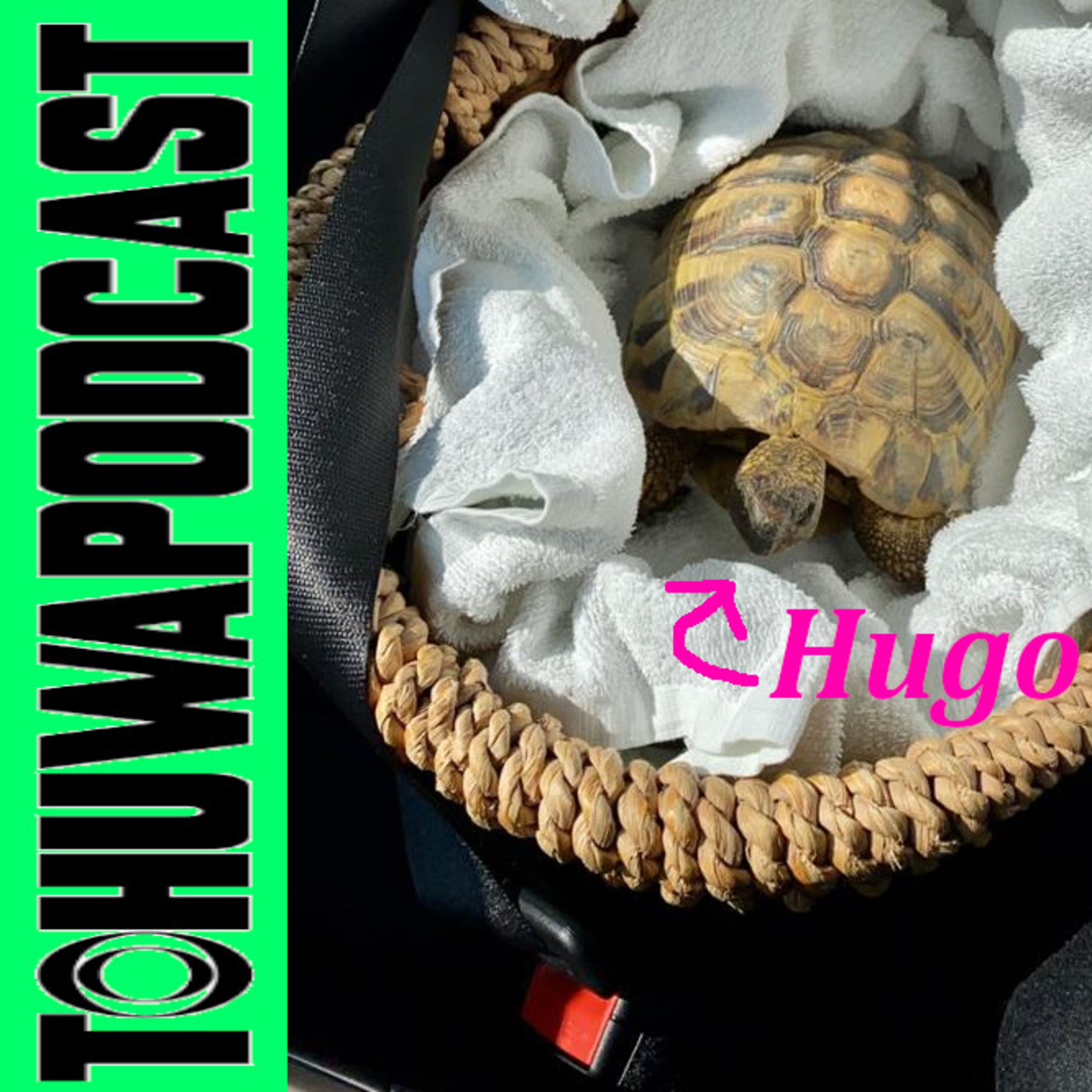 Gurtpflicht für Schildkröten! (AZ-Datum: 30.9.2020)