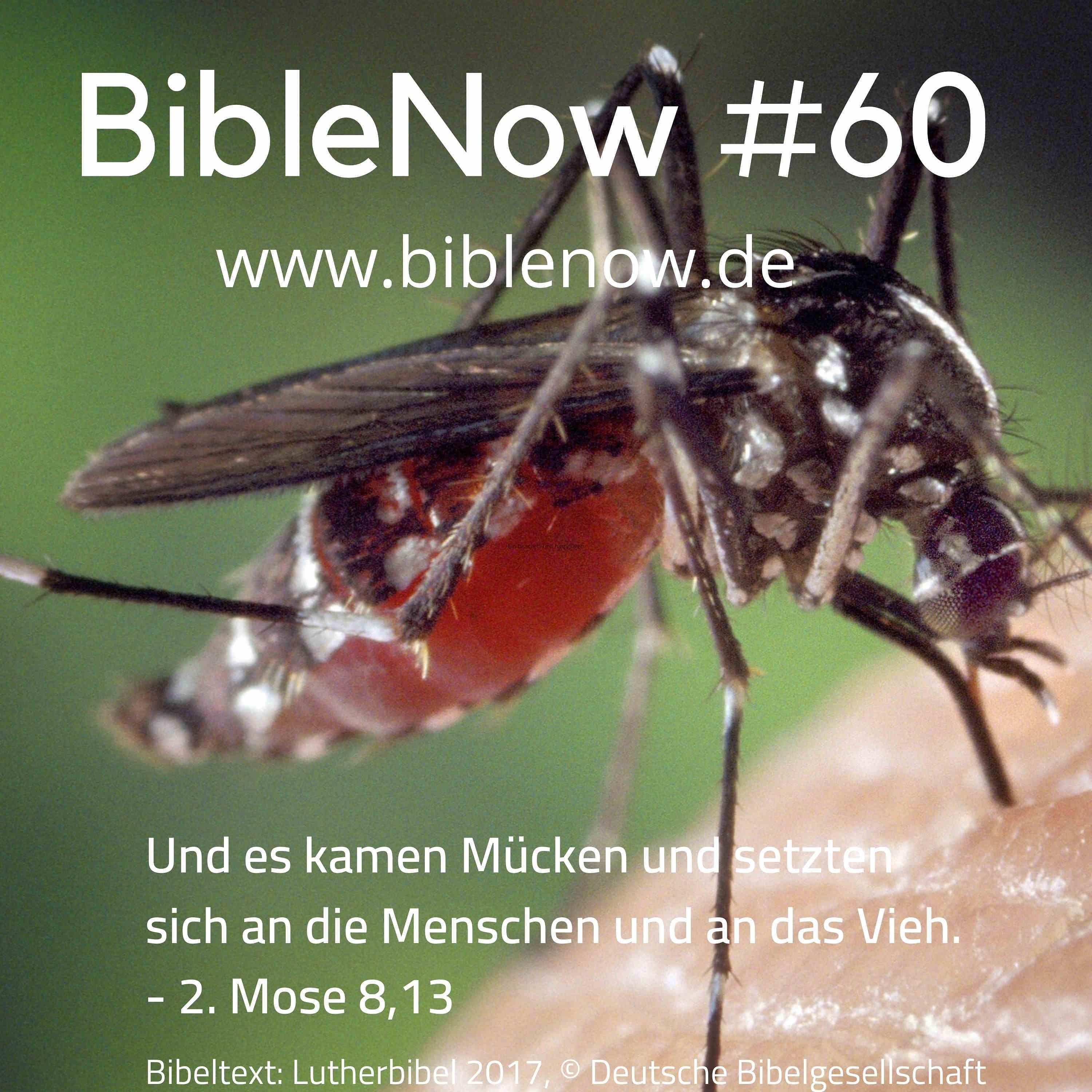 BibleNow #60: 2. Mose 8,12-9,21