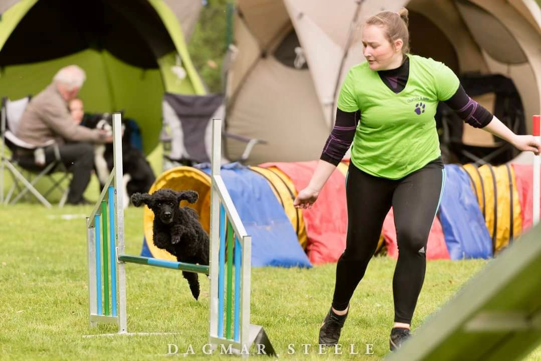 Des Pudels Agility.