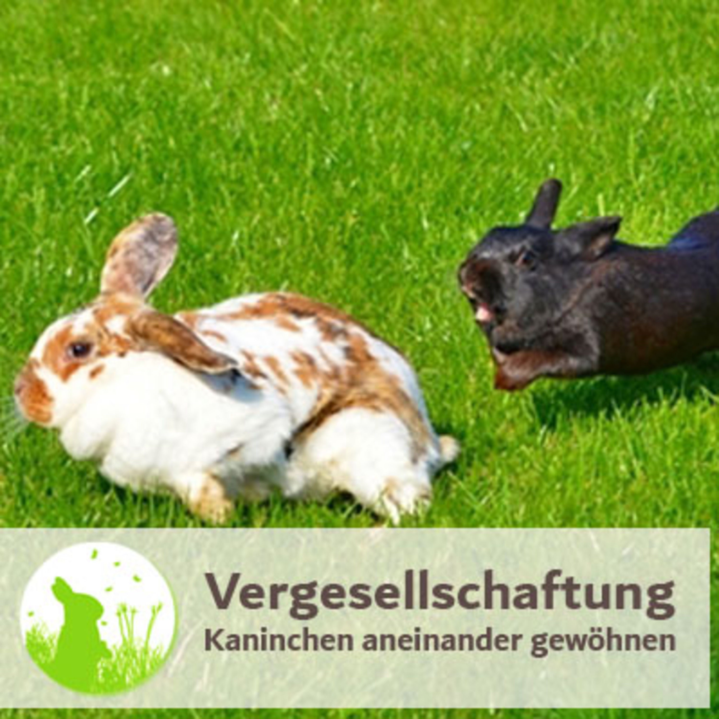 Vergesellschaftung Teil 2: Wer passt zusammen?