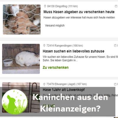 Kaninchen aus den Kleinanzeigen?