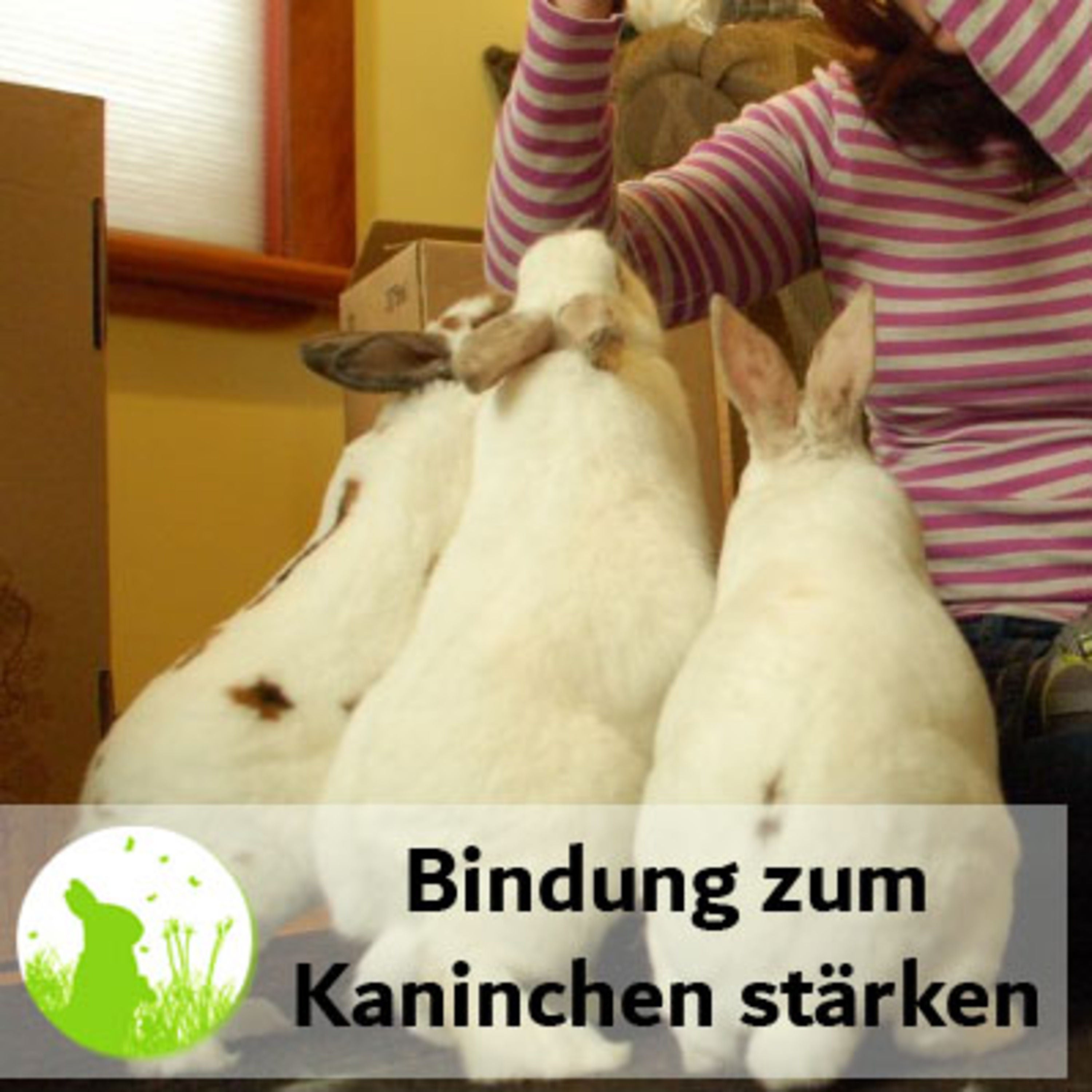 Mit diesen Tricks baust du eine starke Bindung zu deinen Kaninchen auf