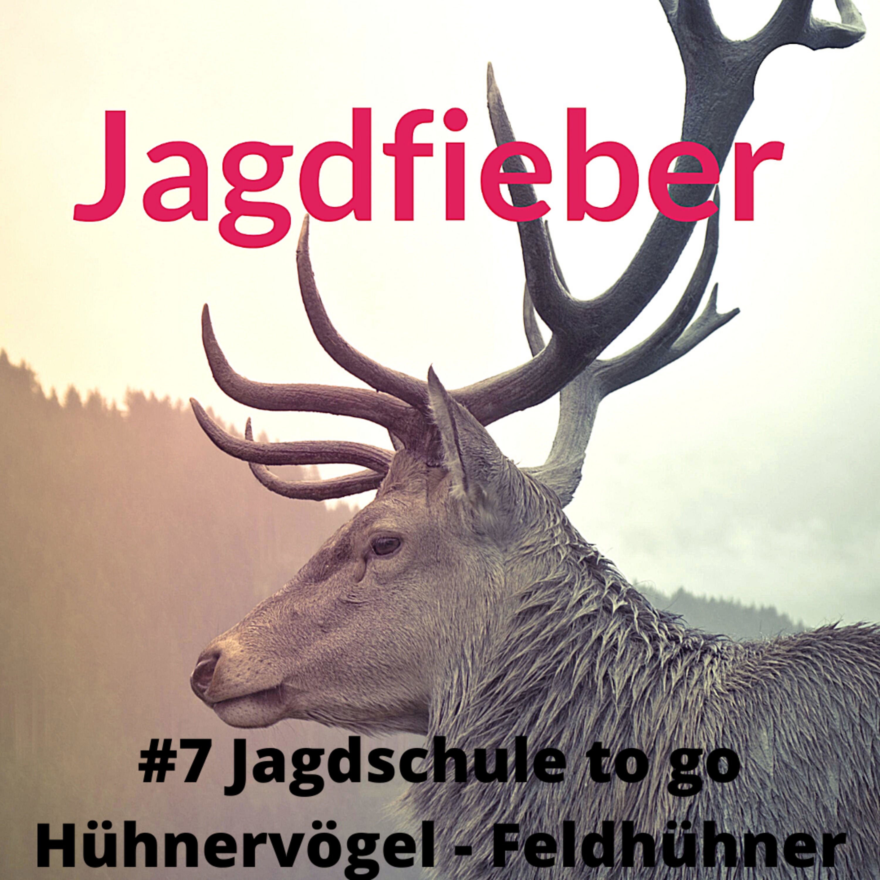 #7 Jagdschule to go Hühnervögel - Feldhühner #Fasan #Feldhühner #Steinhuhn #Rebhuhn #Wachtel #Jagdpodcast #Jagdblog #Jungjäger #Wild