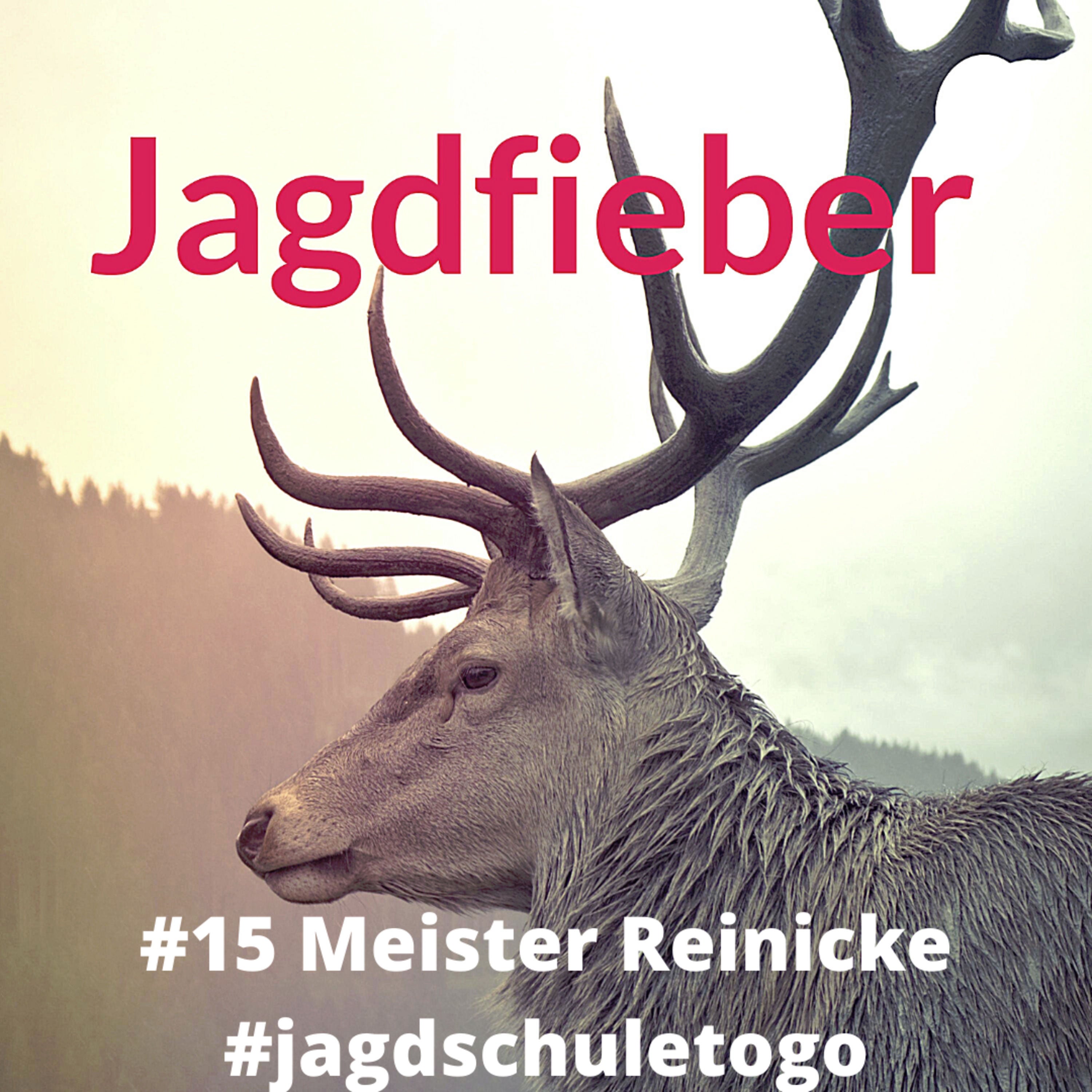 #15 #Fuchs #MeisterReinicke 🦊 #Jagdschuletogo #wild #jagd #jagdpodcast #sachsenjäger #jägerleben #jagdblog #hunter