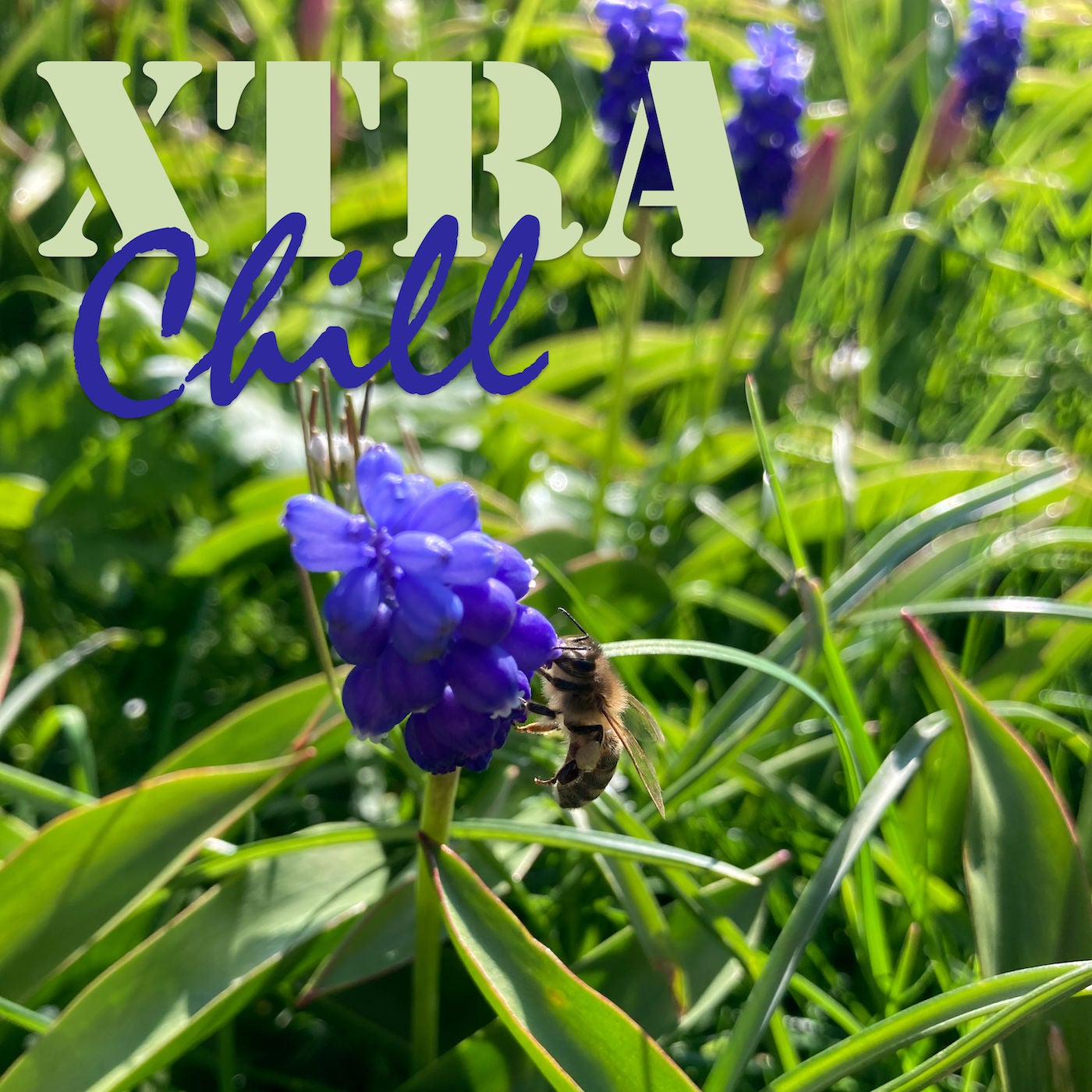 XtraChill 390