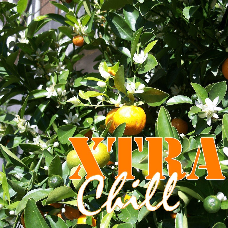 XtraChill 253