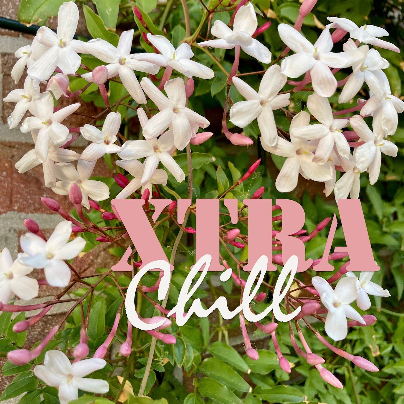 XtraChill 369