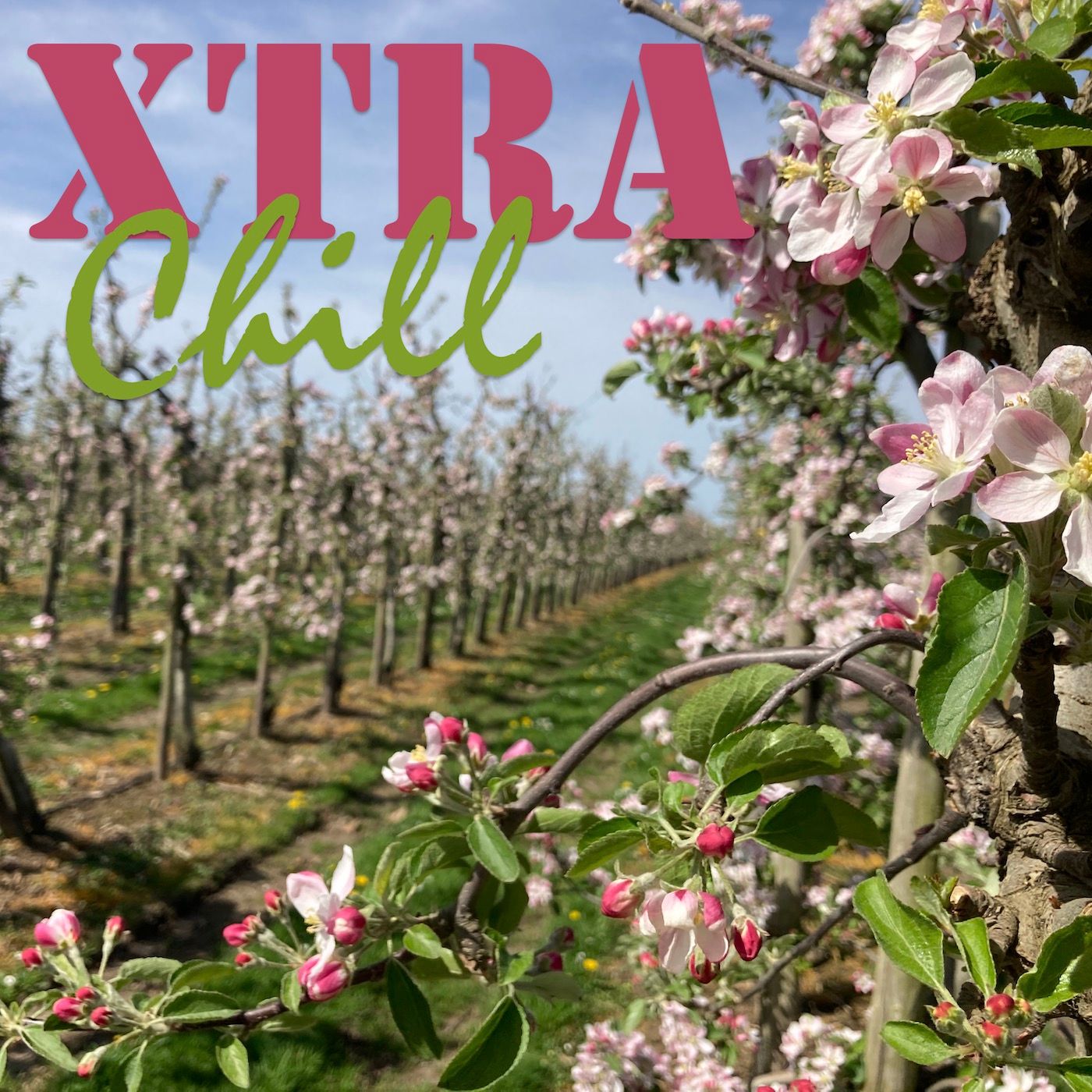 XtraChill 413