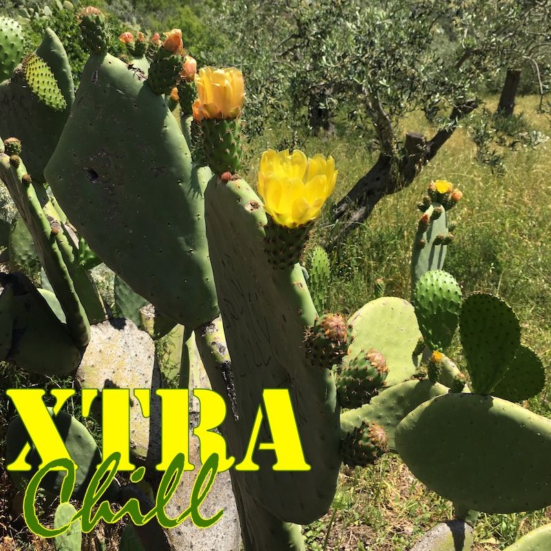 XtraChill 304