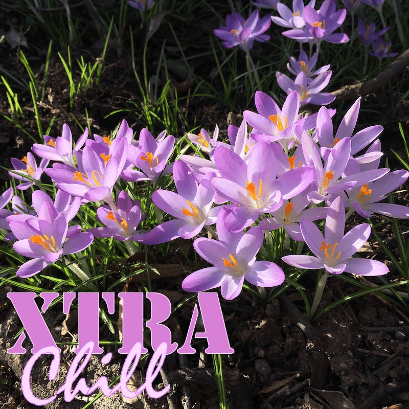 XtraChill 295
