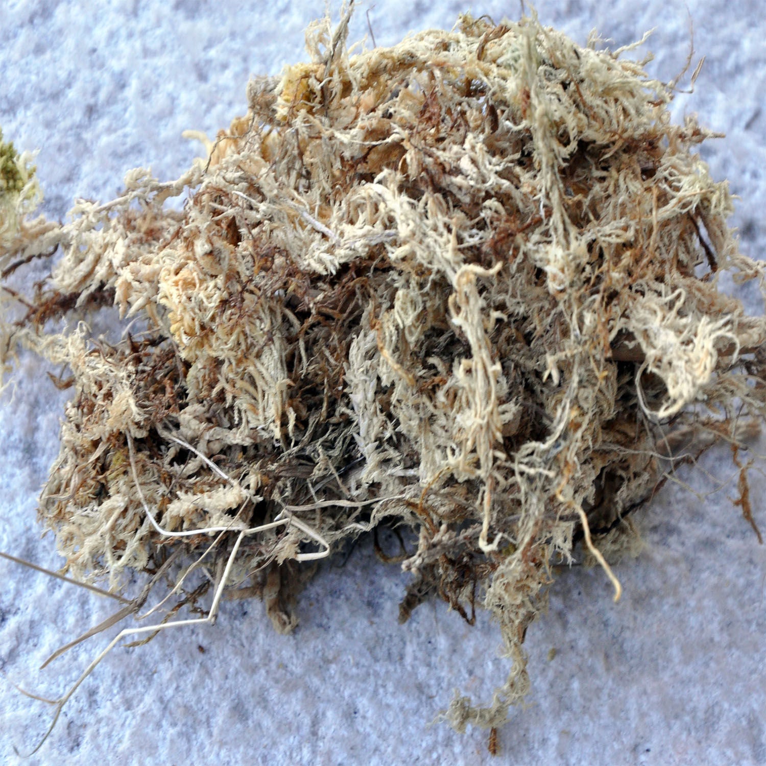 Torfmoos (Sphagnum) als Dämmstoff