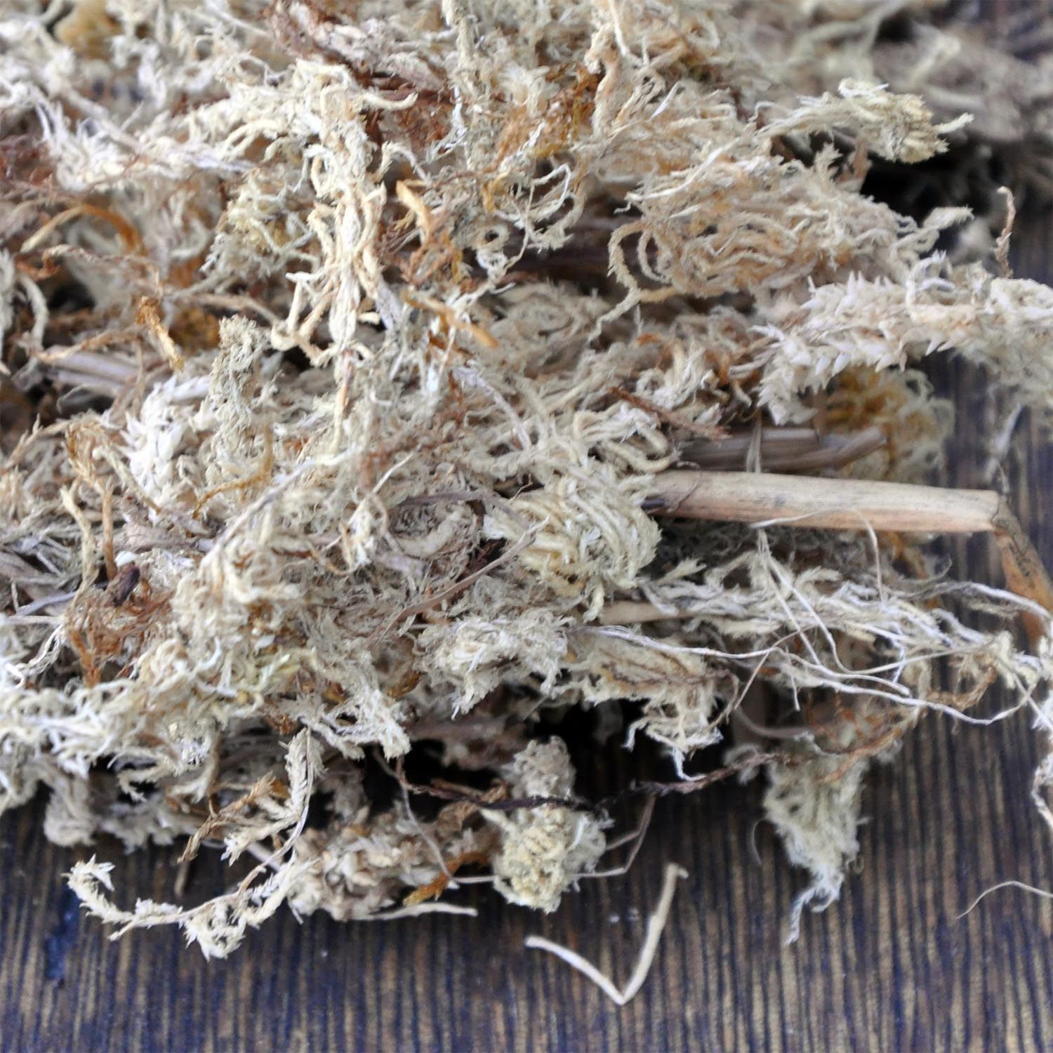 Torfmoos (Sphagnum) im Bauwesen