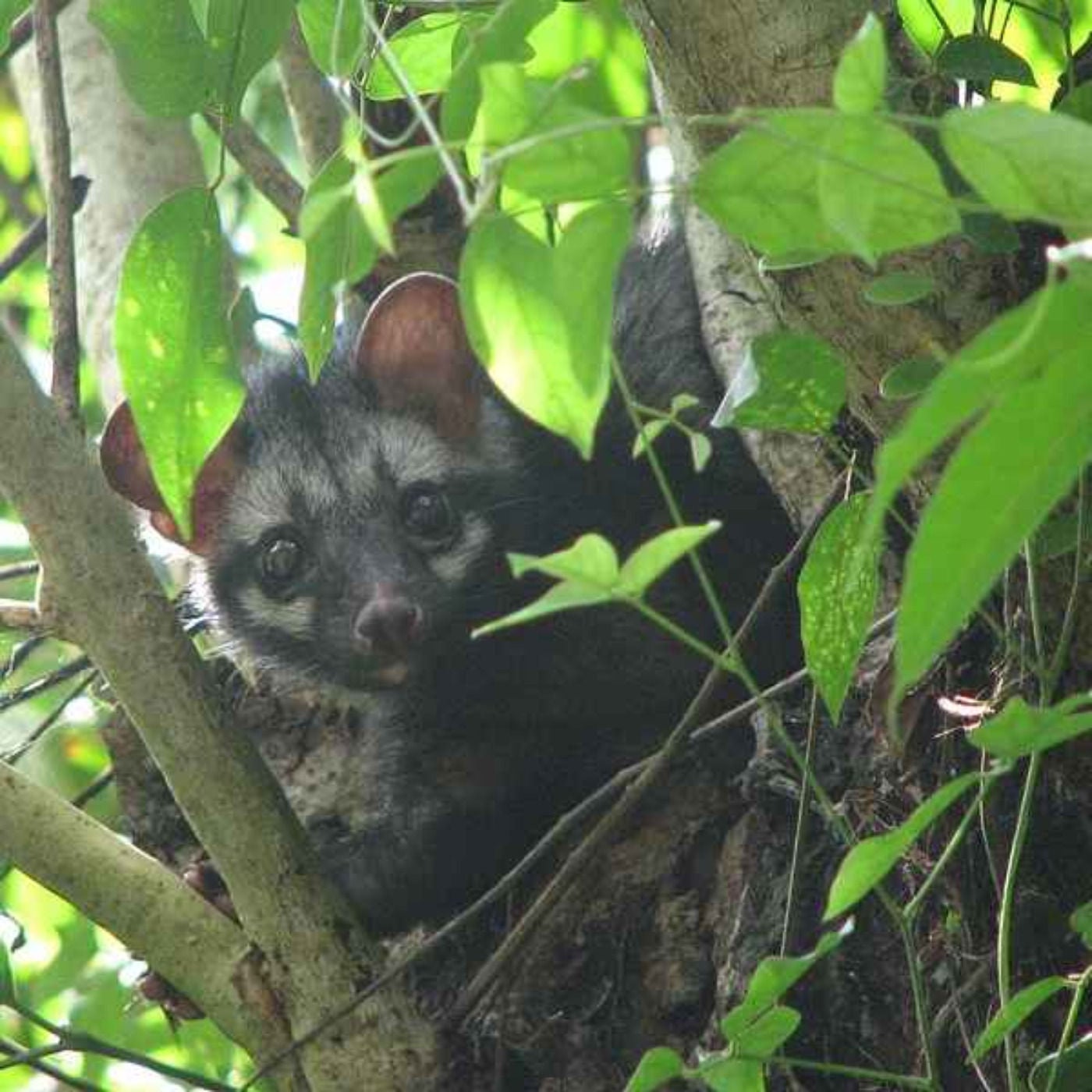 Kopi Luwak muss nicht sein