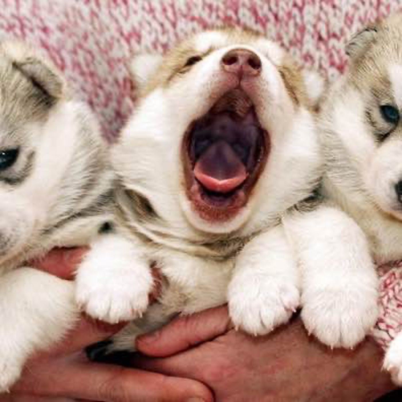 Puppy Yoga schadet der Gesundheit