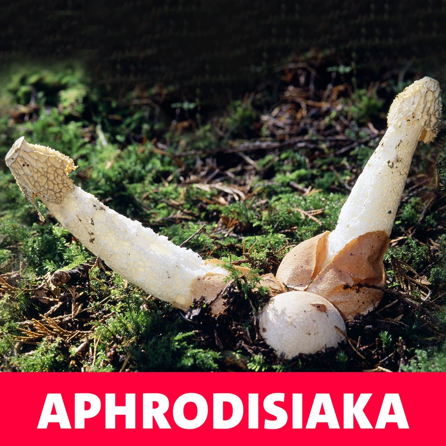Aphrodisiaka – Sex-Pflanzen für die Geilheit