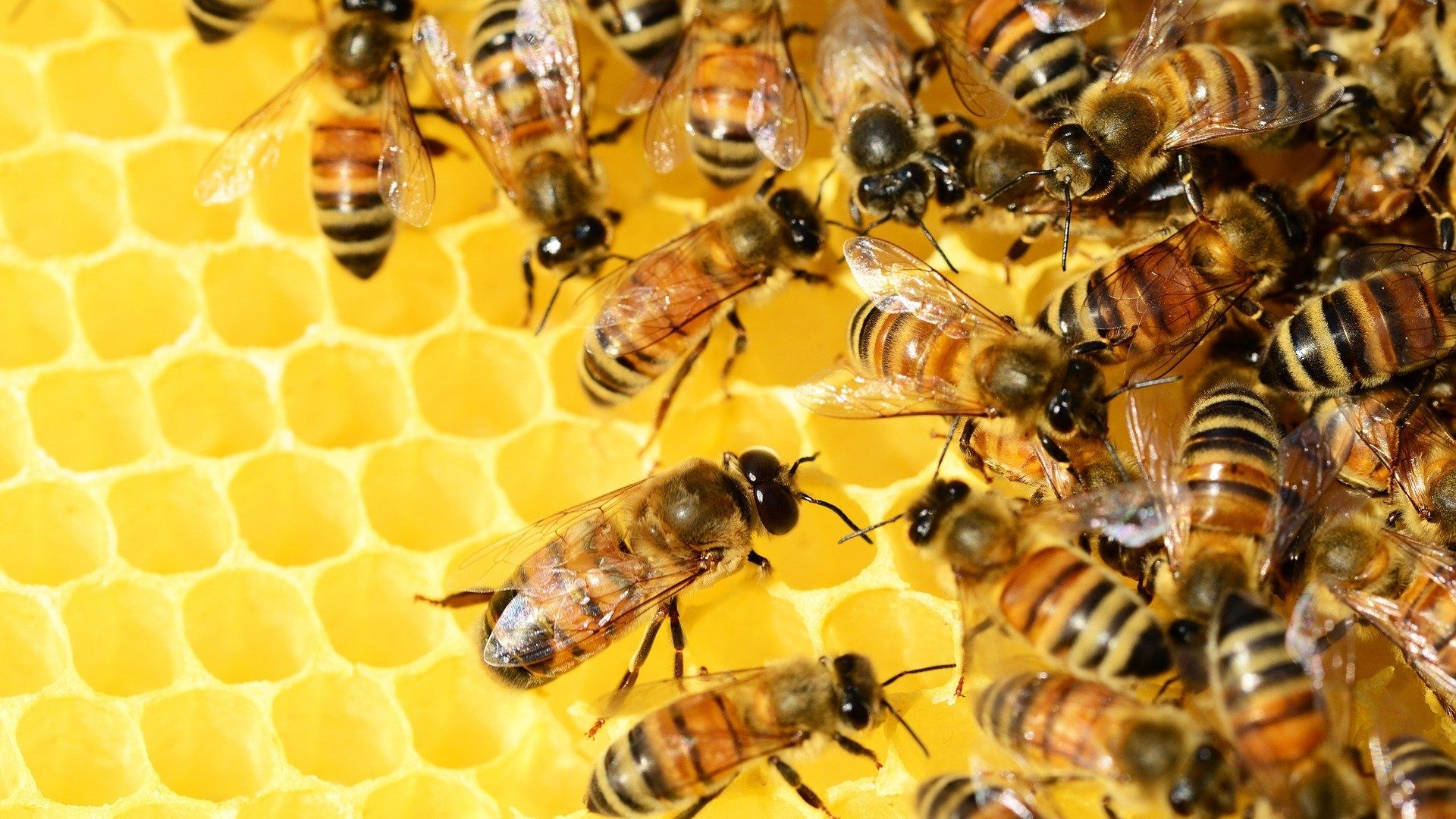 Bienen & Co: Im Museum Biberach summt es!