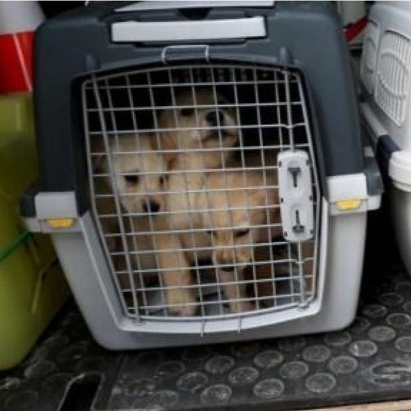 Welpen in Zwangshaft: Tierheim Ulm schlägt Alarm