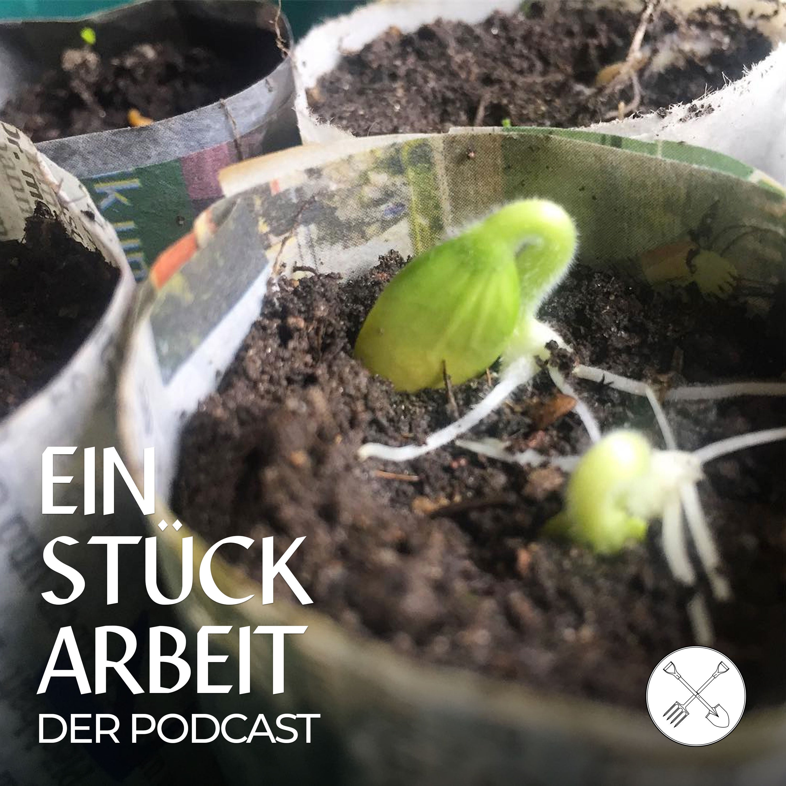 Tipps zu Anzucht auf Fensterbank & Co.!