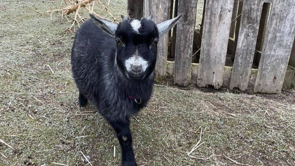Wo ist Paula? Kleine Zwergziege aus Laupheim geklaut!