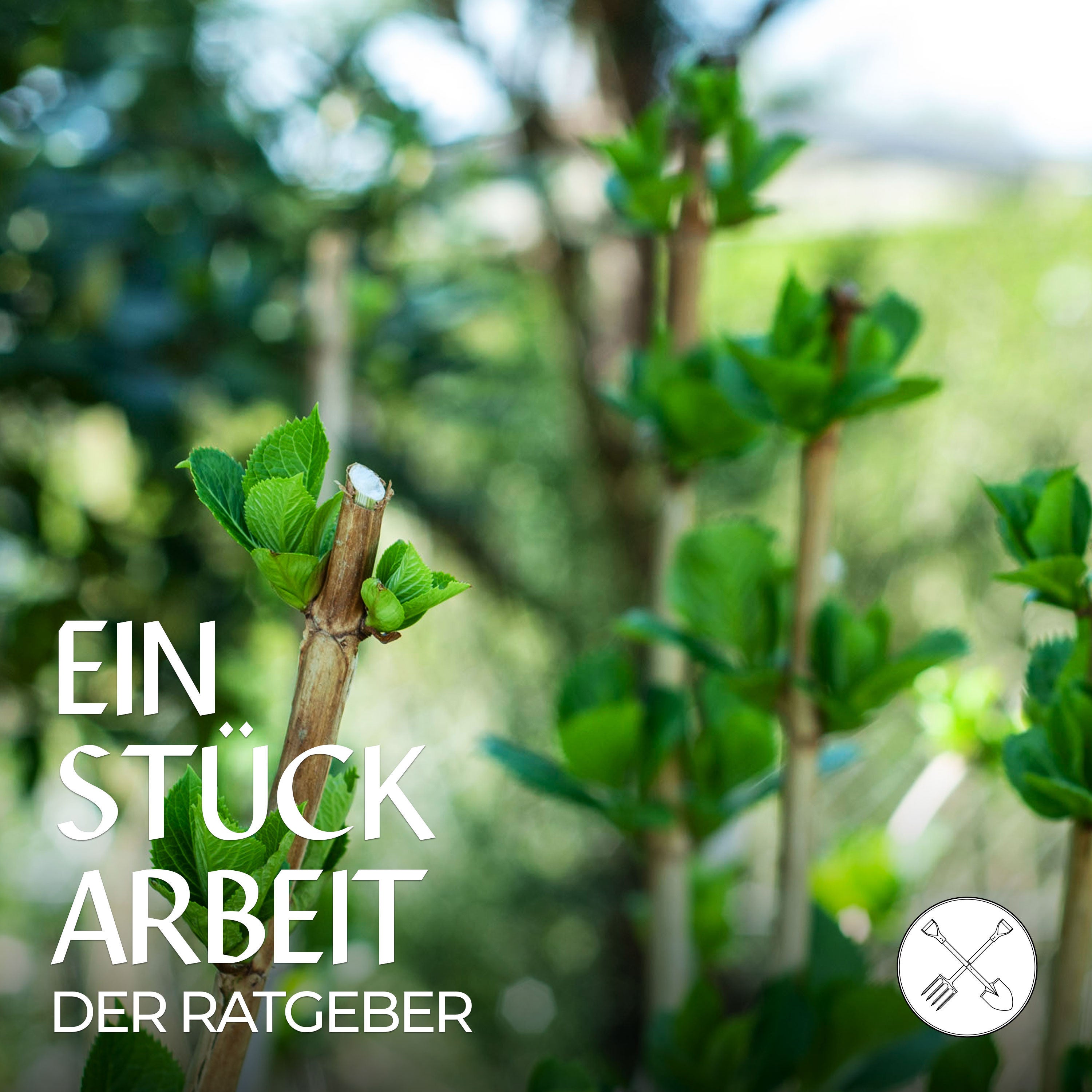 Sträucher schneiden: sieben Tipps und Tricks ✂️🌿
