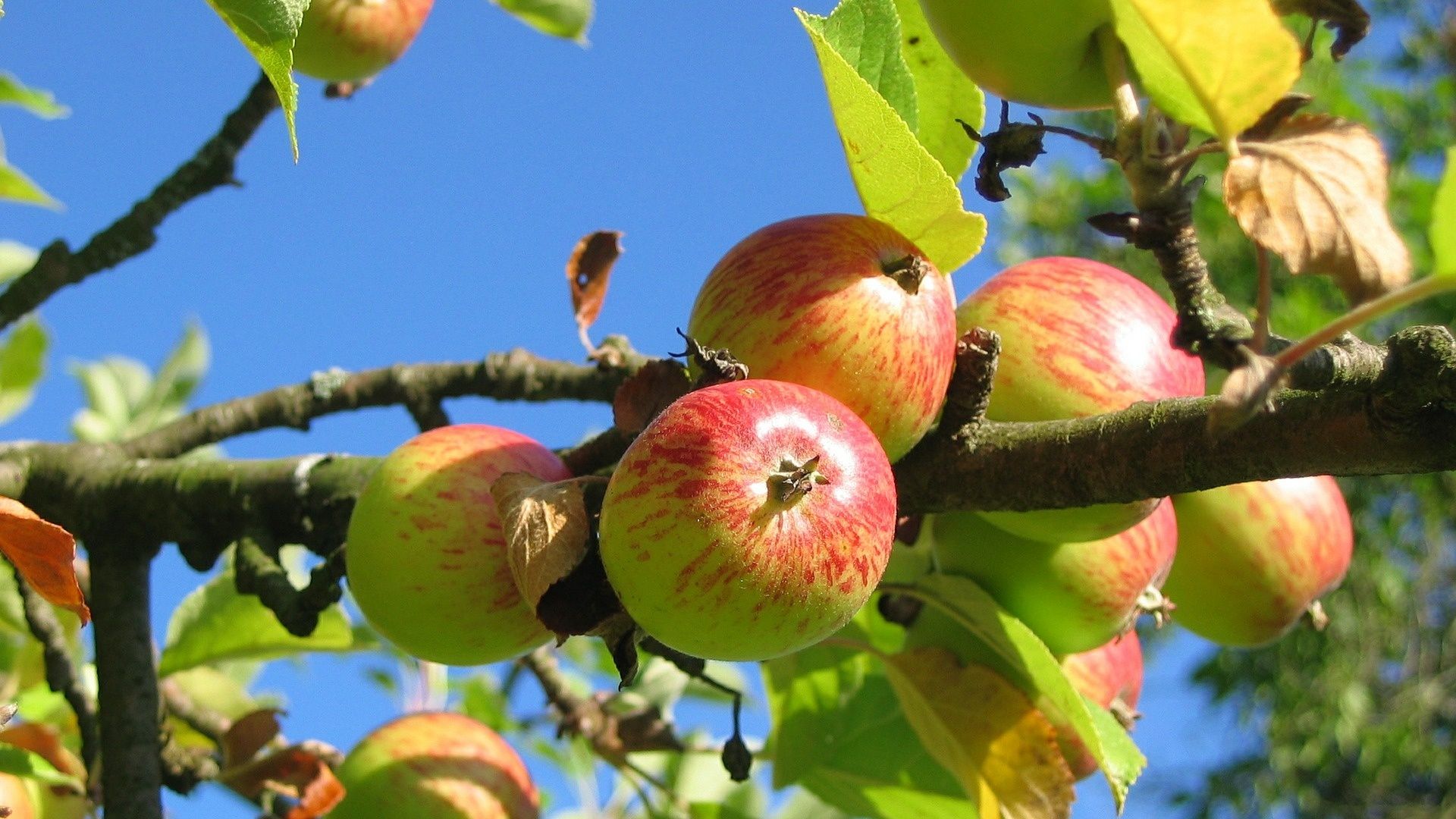 Rottenacker: Naturgeschützte Streuobstwiese soll bebaut werden
