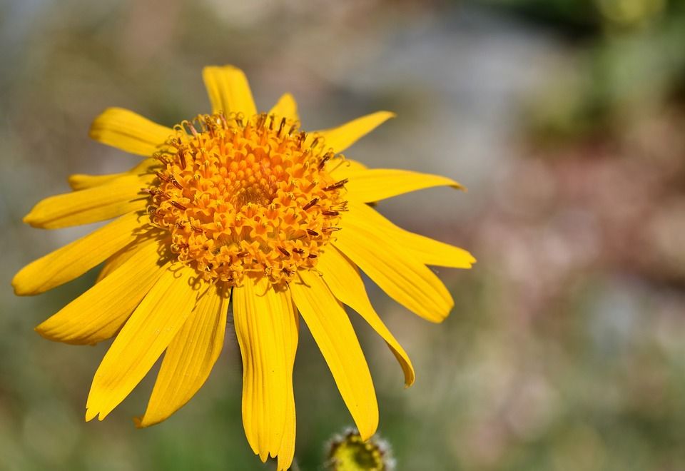 1. Hilfe in der Homöopathie - Arnica Montana