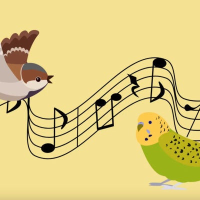 Der kleine Spatz Berti lernt neue Lieder | Einschlafgeschichte für Kinder