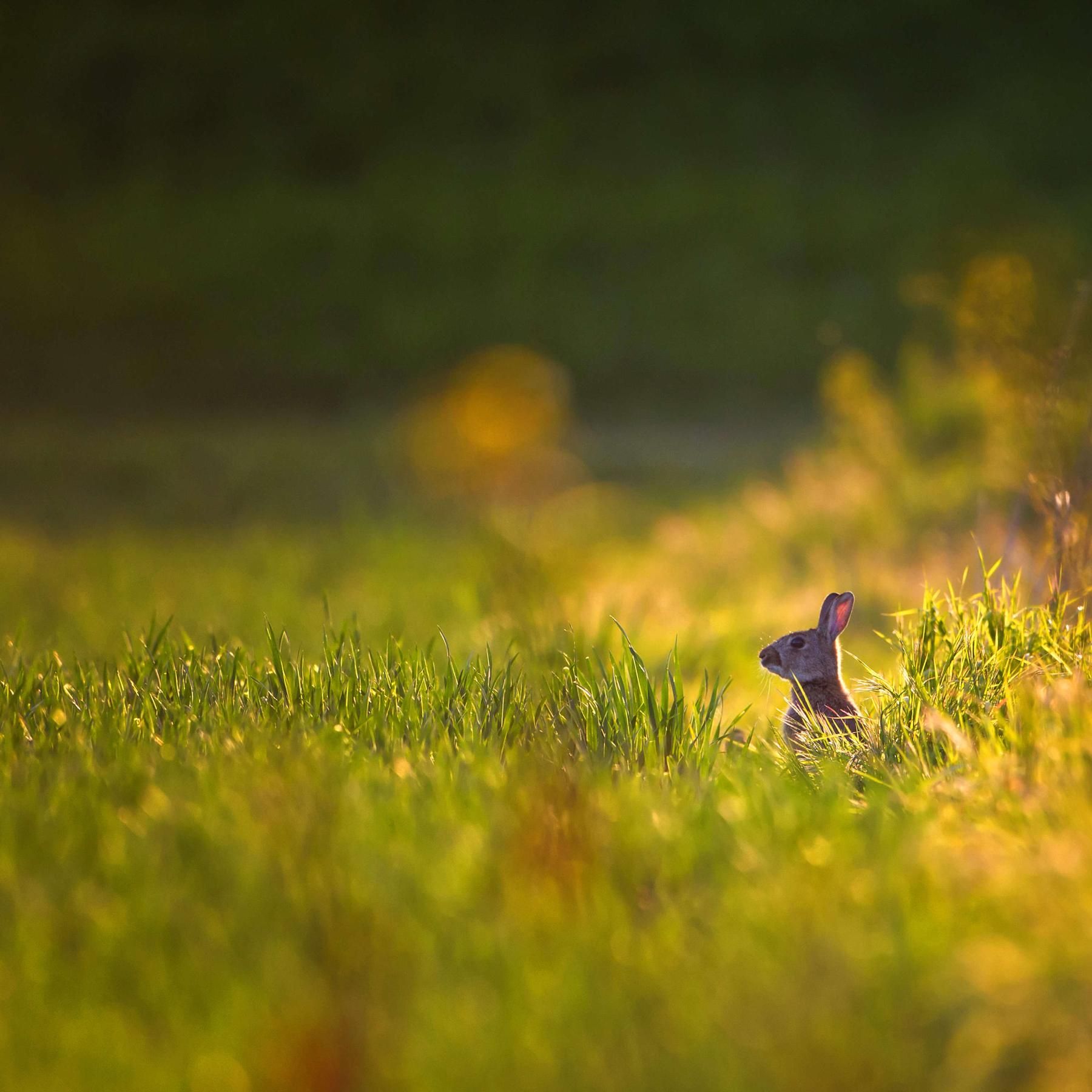 Welt verbessern: Wie mach' ich Säume in der Landschaft?