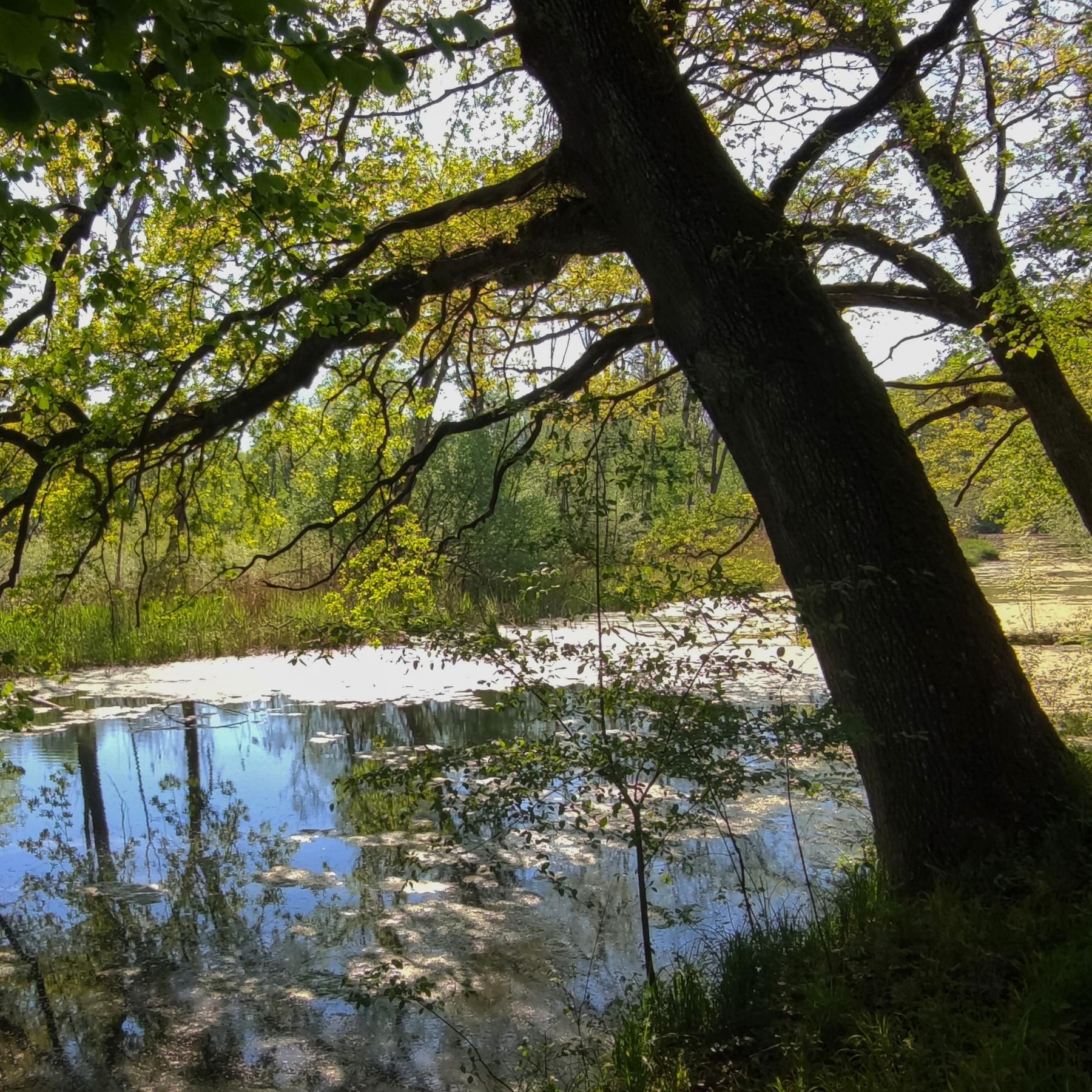 Drunt' in der grünen Au - Über die Bedeutung der Uferlandschaft