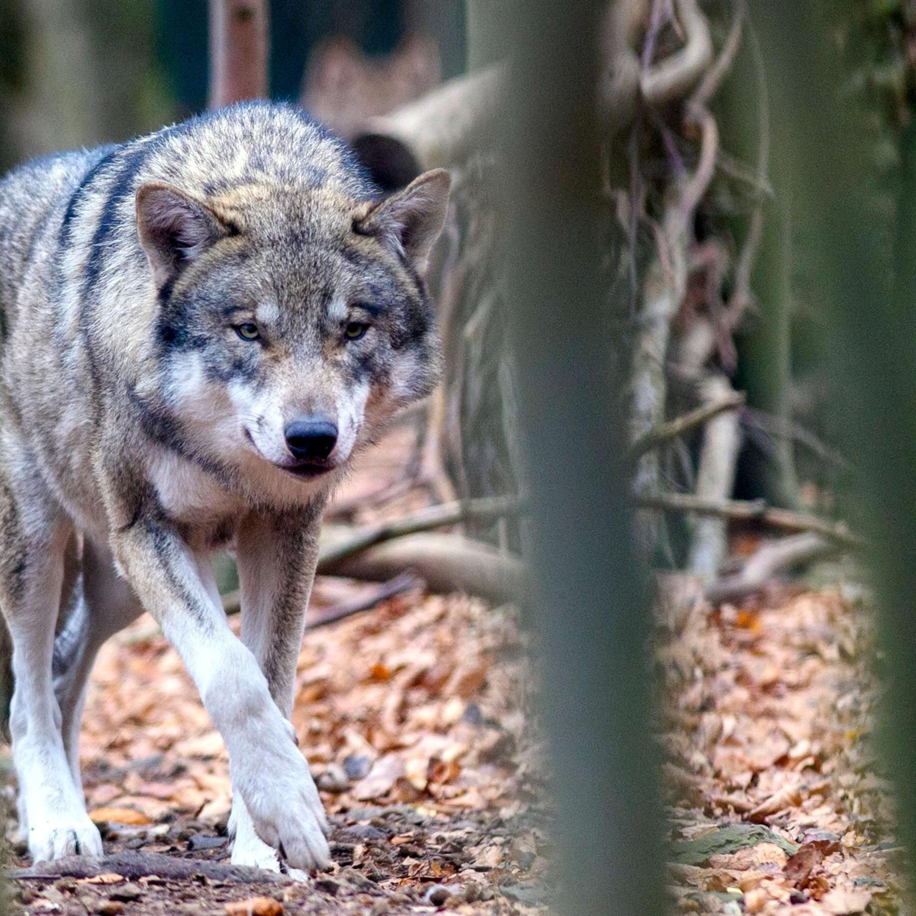 Weidetiere und der Wolf - Die Quadratur des Kreises?